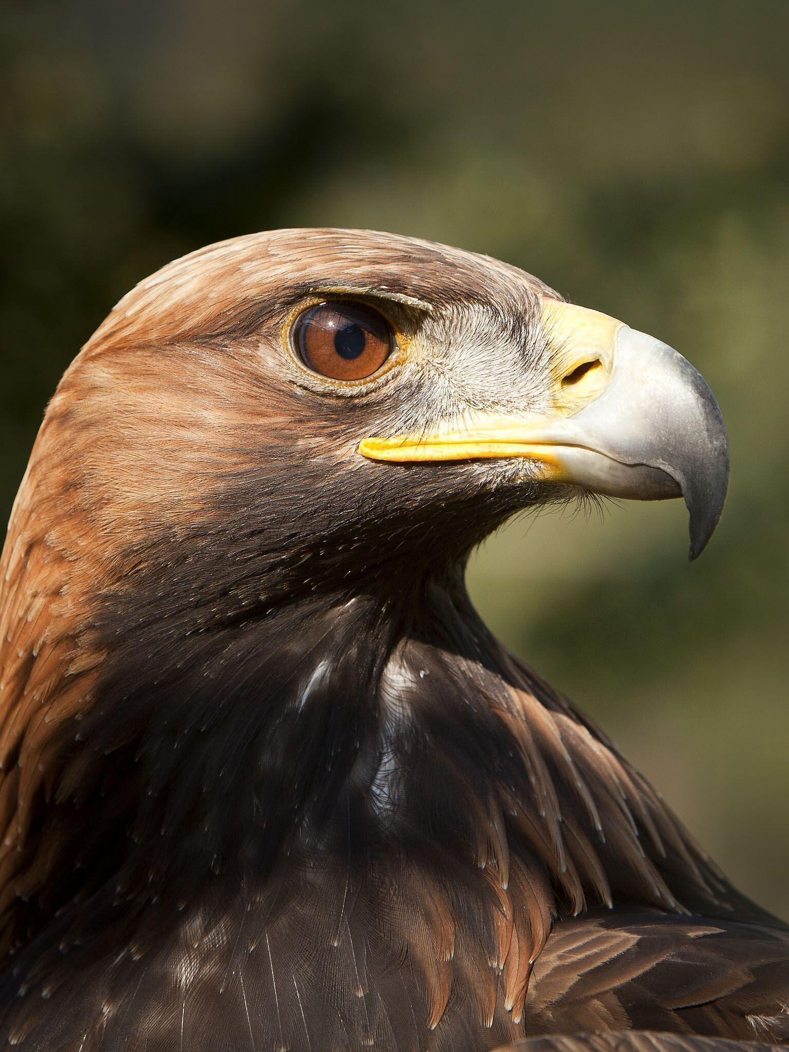 Majestic Golden Eagle, Image of Power, Soaring Heights, Nature's Marvel, 1540x2050 HD Phone