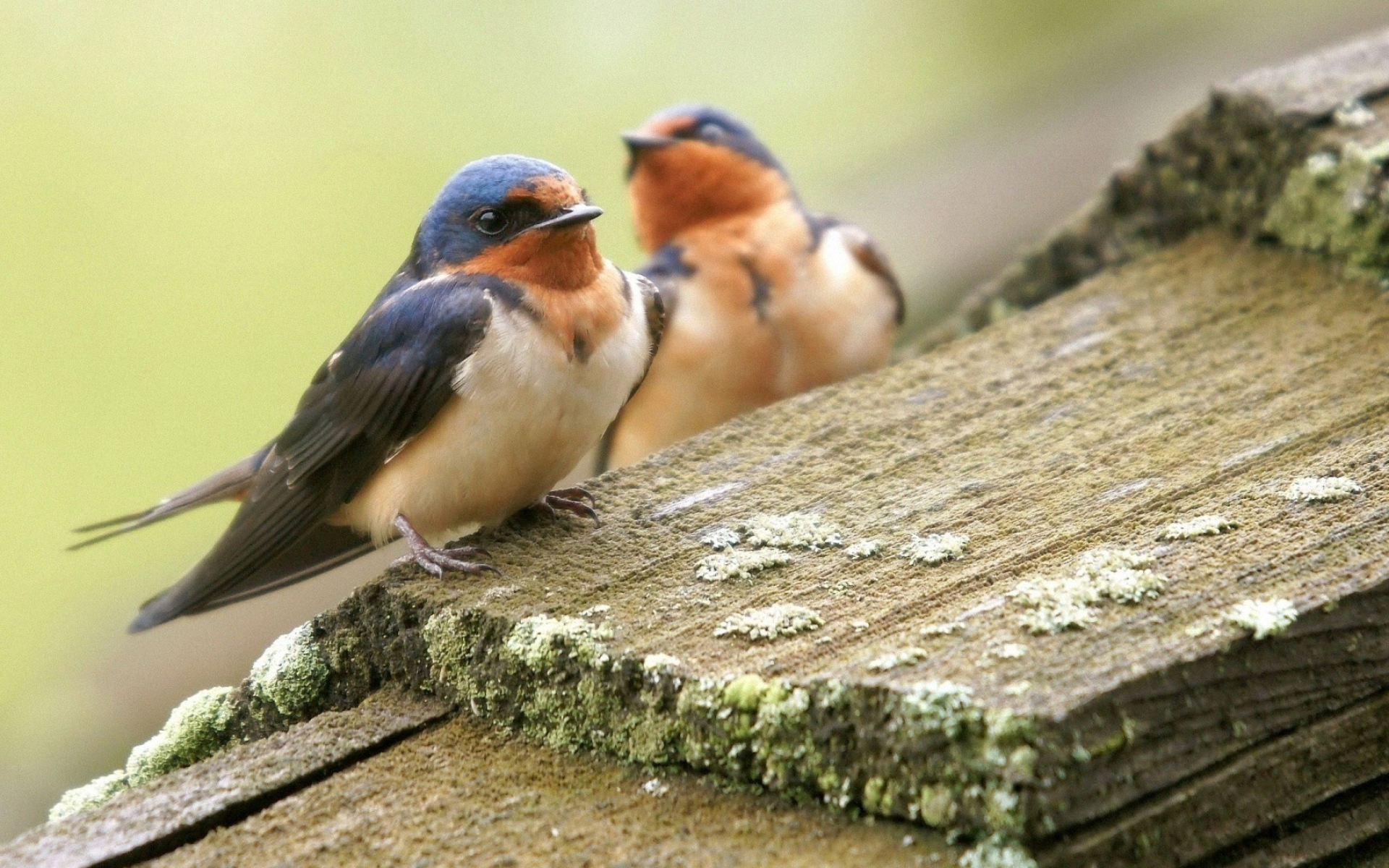 Swallow 2 wallpaper, Animal wallpapers, Colorful birds, Nature-inspired, 1920x1200 HD Desktop