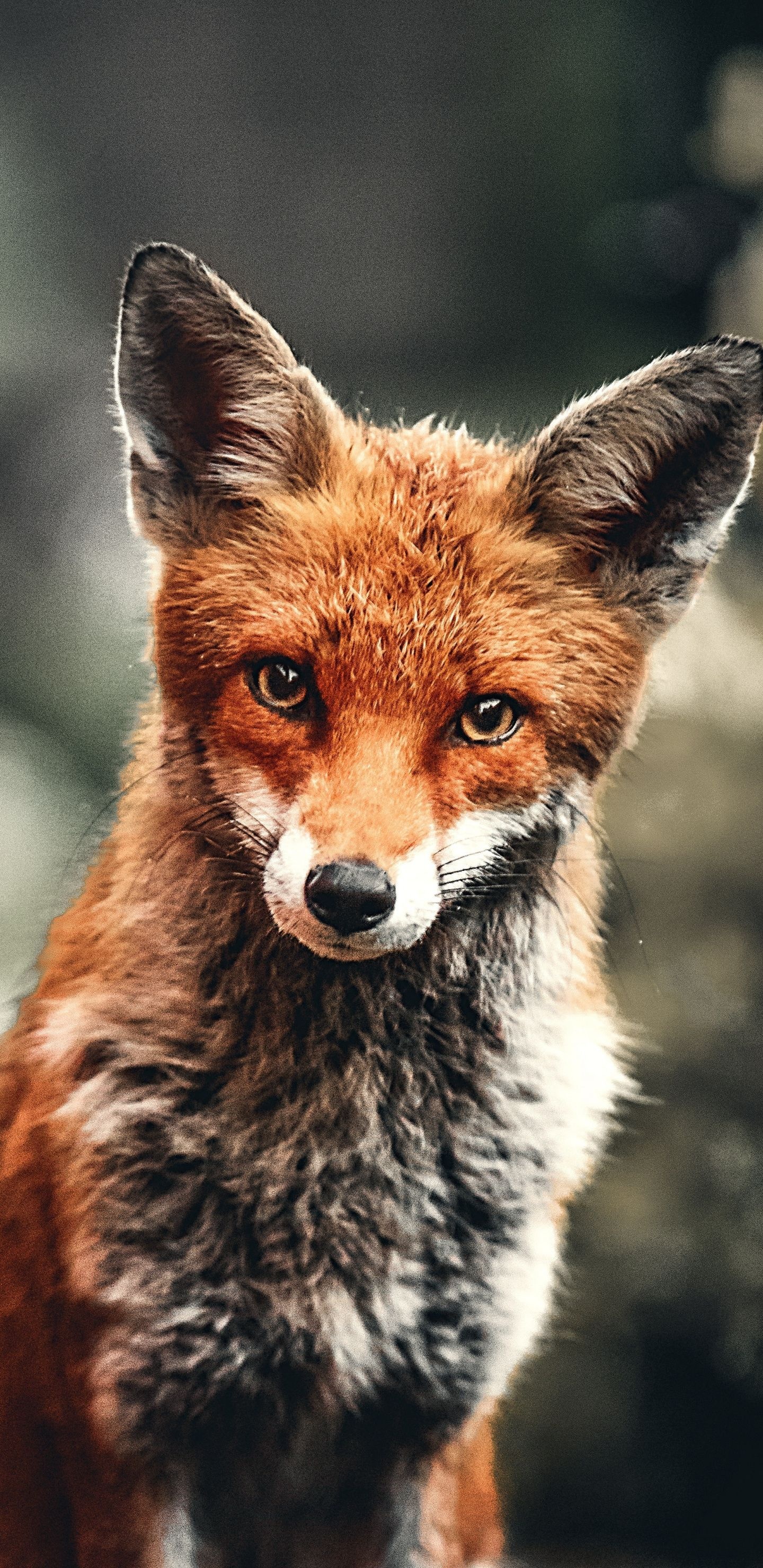 Transcaucasian fox, Wild Animals Wallpaper, 1440x2960 HD Phone