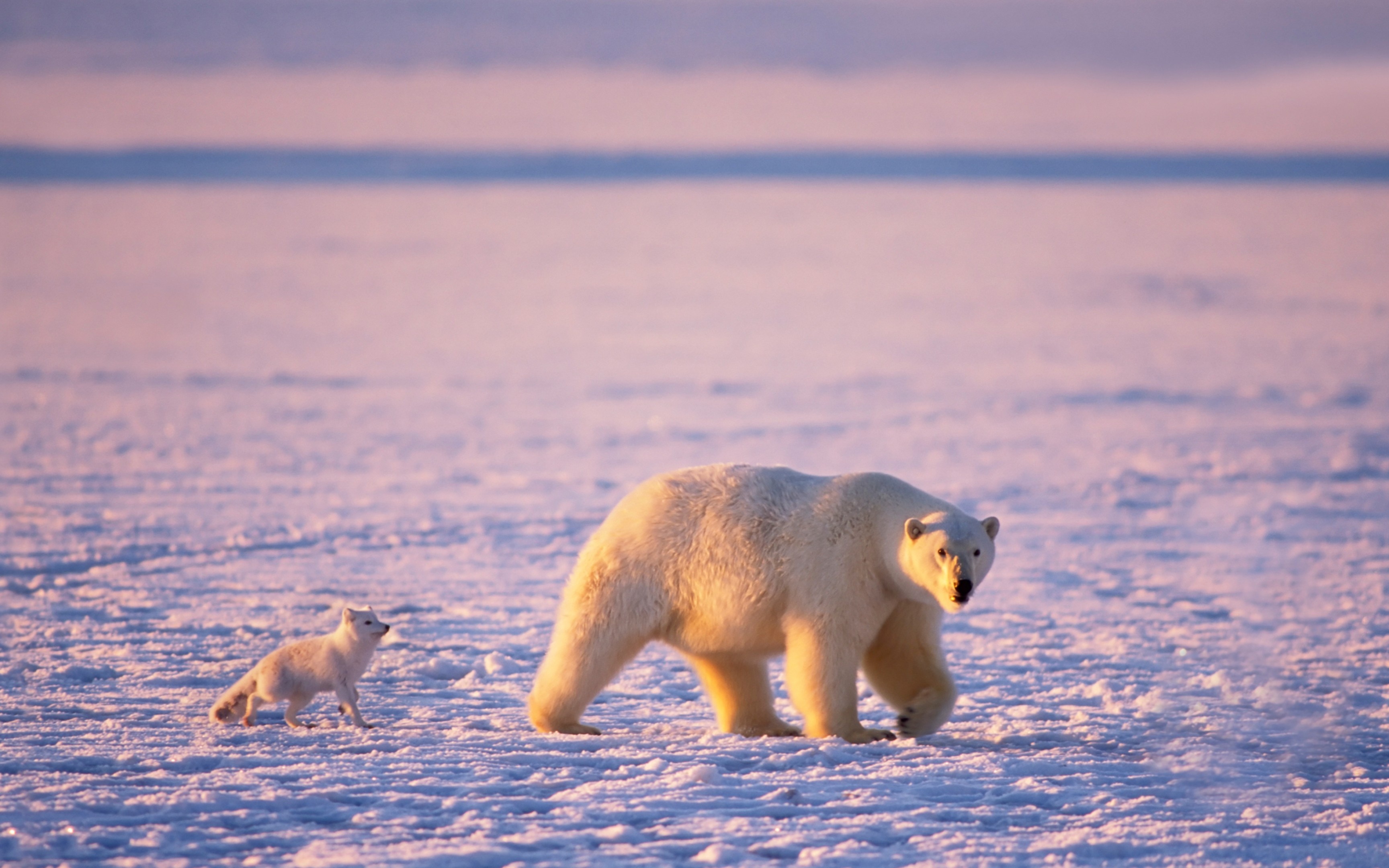 Polar bear, Arctic Foxes Wallpaper, 3460x2160 HD Desktop