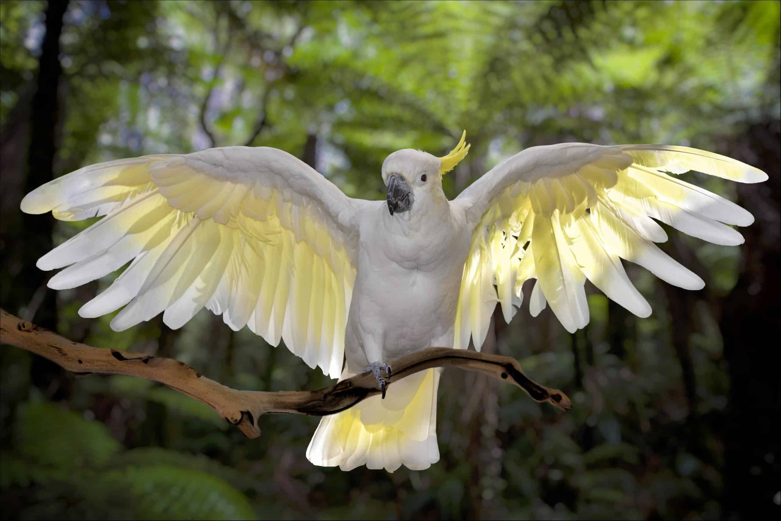 Cockatoo, Animals, Popular Pictures, AZ Animals, 2560x1710 HD Desktop