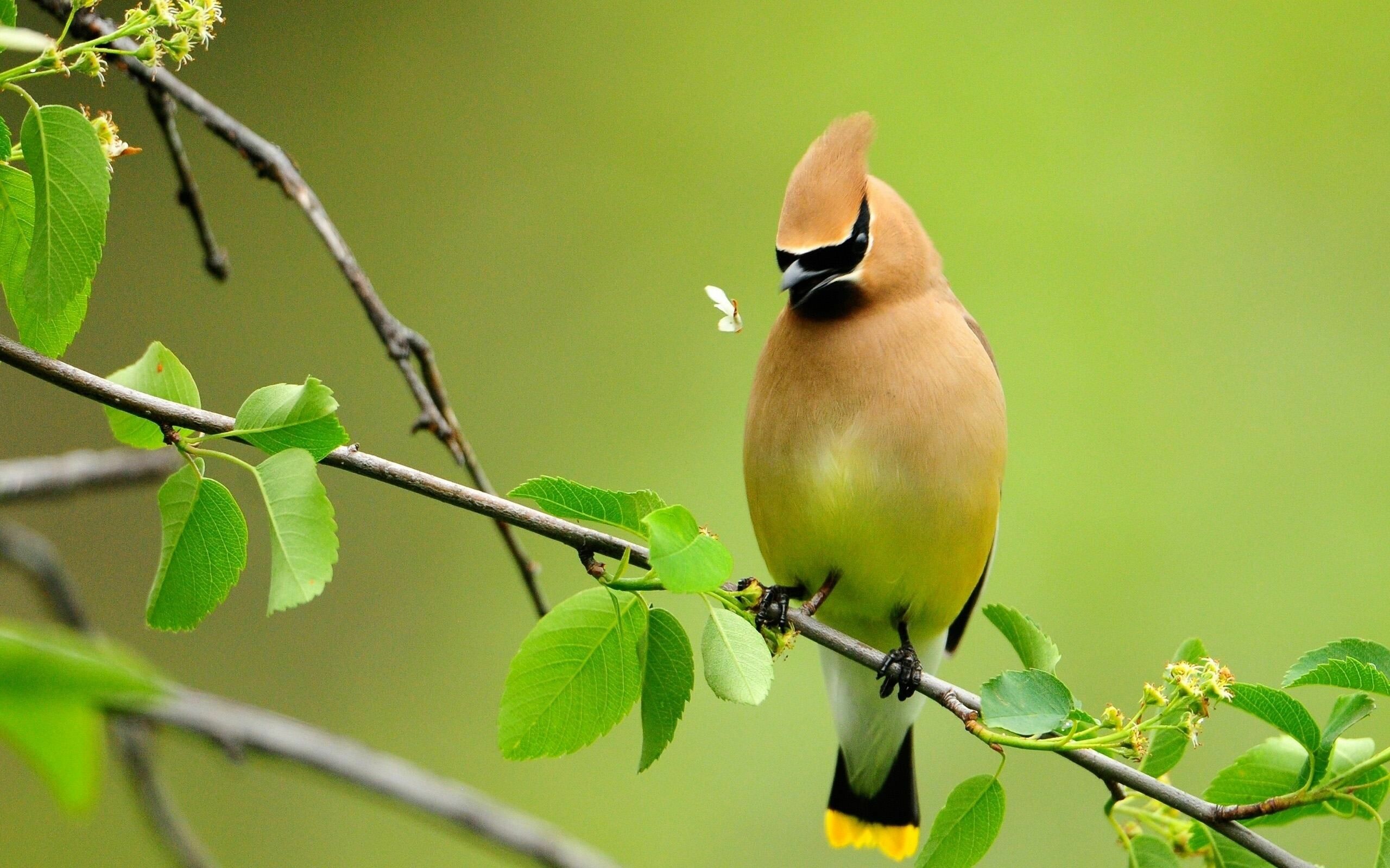 Cedar waxwing, Birds Wallpaper, 2560x1600 HD Desktop