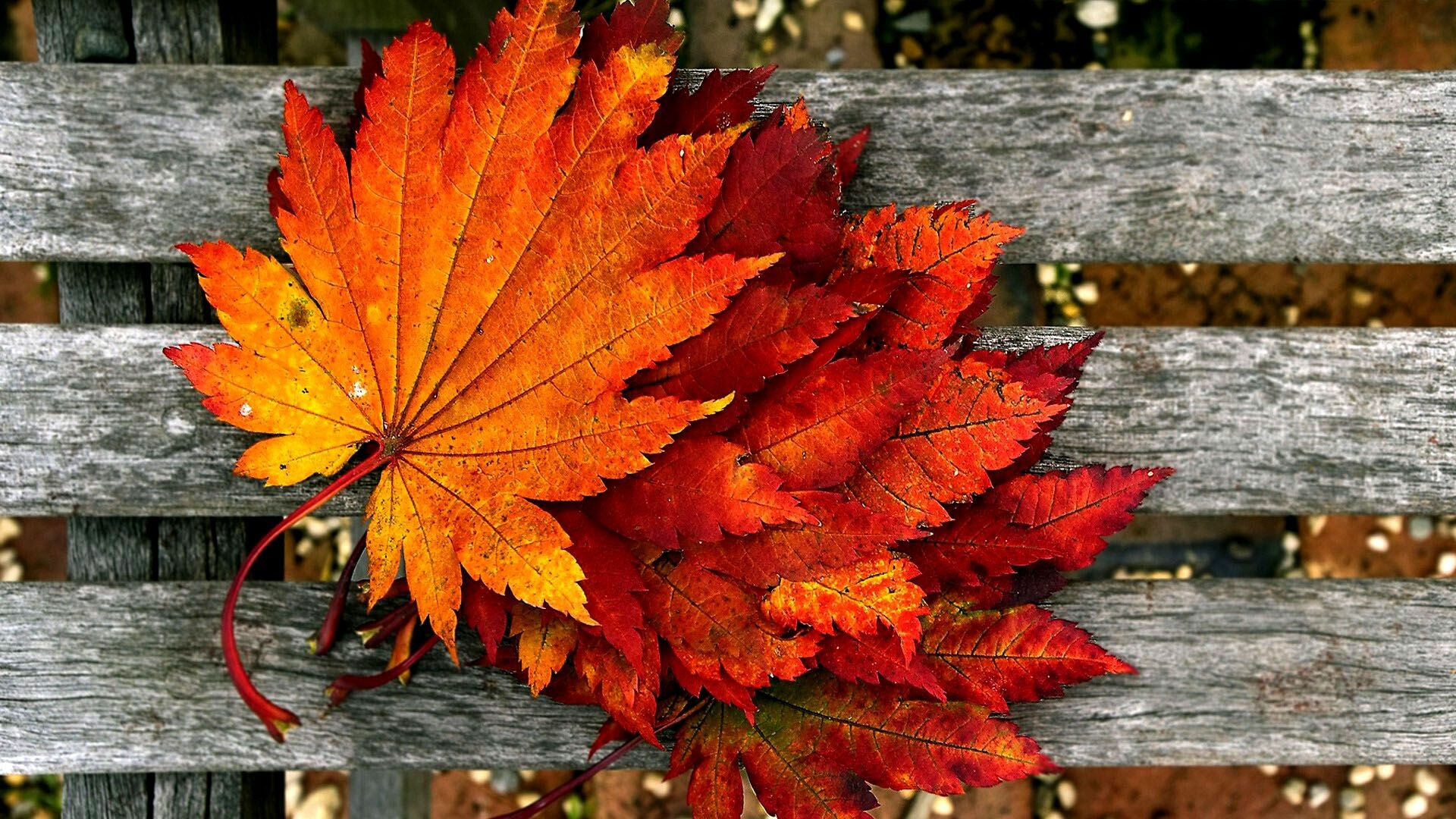 Foliage, Autumn Wallpaper, 1920x1080 Full HD Desktop