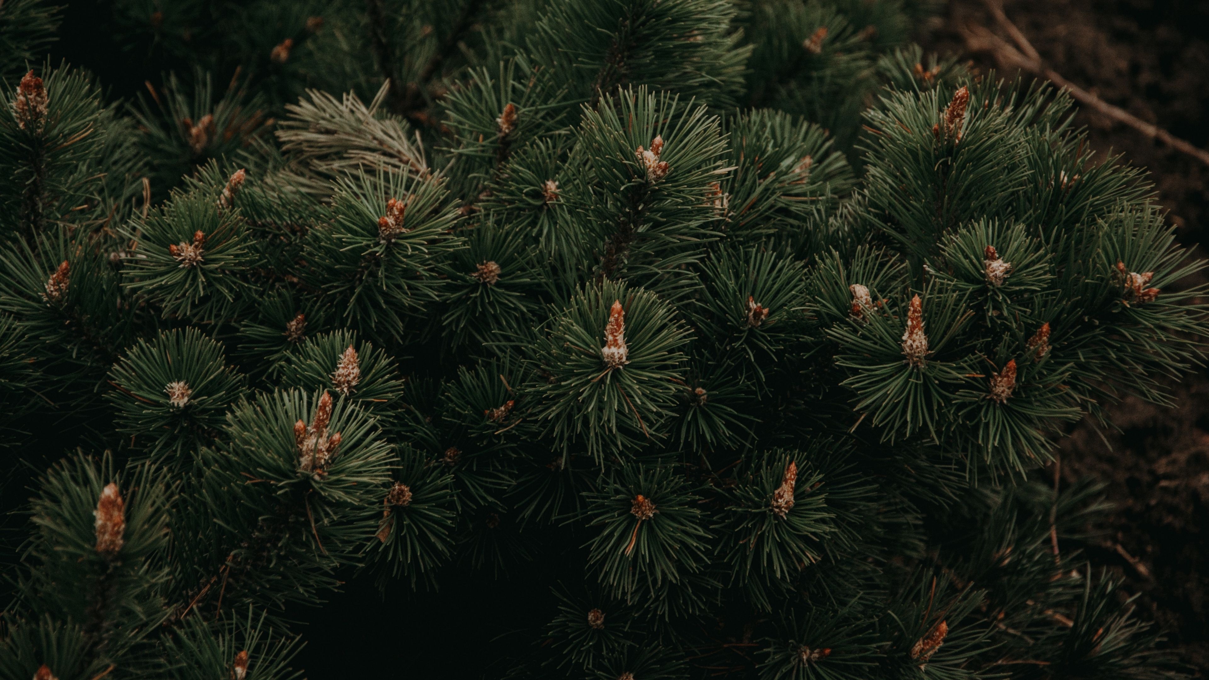 Fir branches, Green needles, Landscape photography, Nature's illustration, 3840x2160 4K Desktop