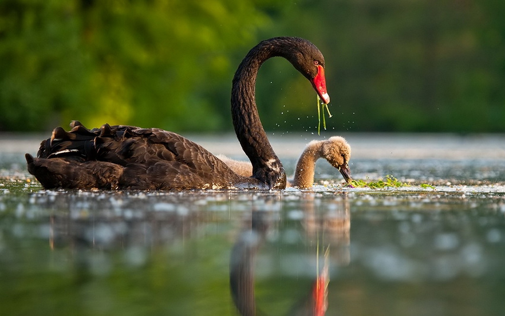 Black Swan, HD wallpaper, Background image, Bird, 1920x1200 HD Desktop