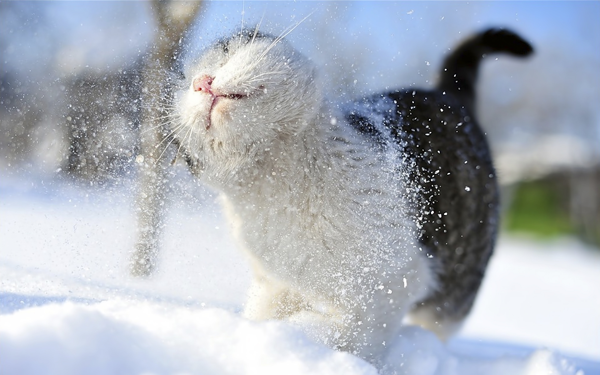 Cat, Snow Wallpaper, 1920x1200 HD Desktop