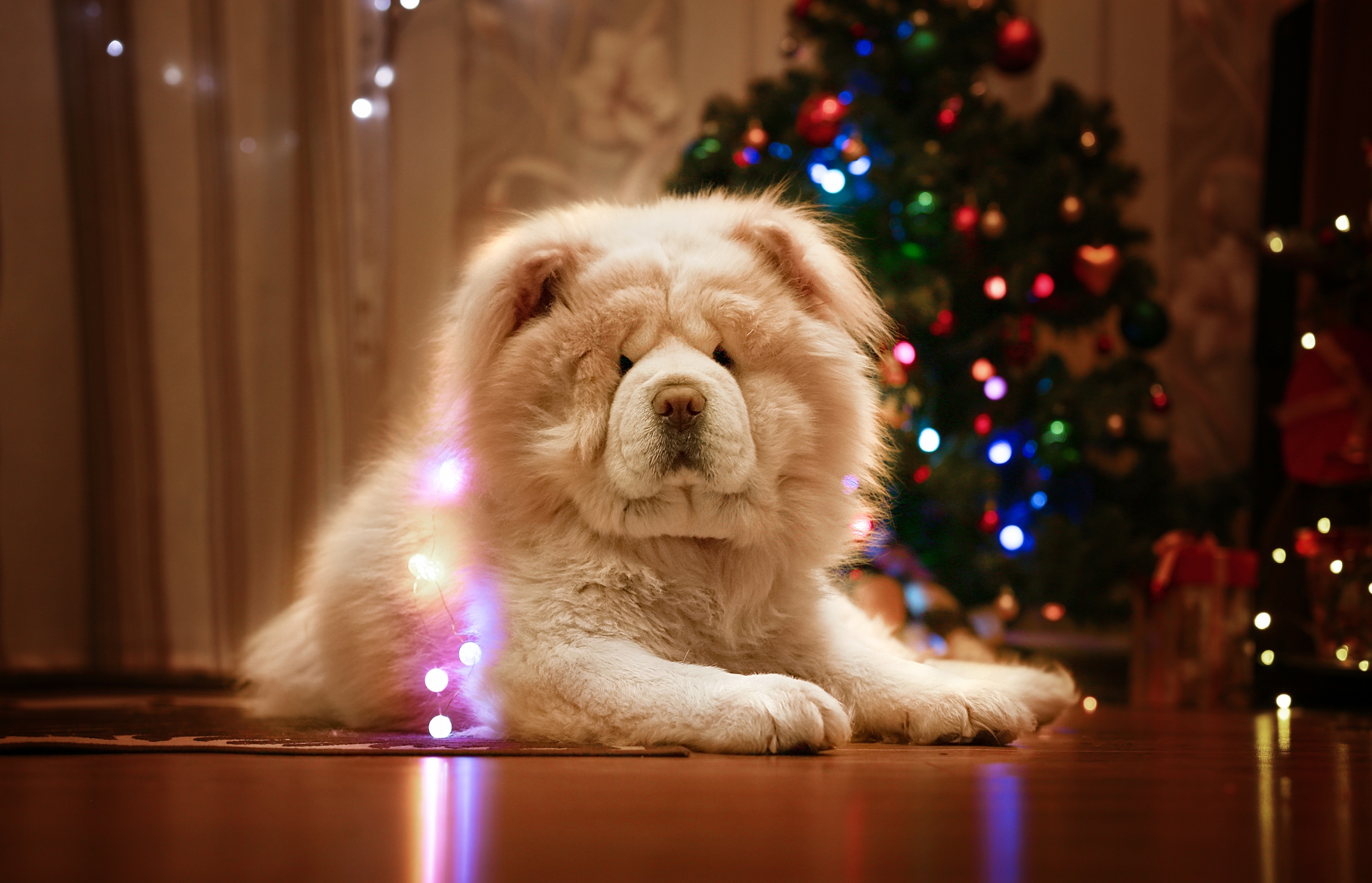 Christmas tree, Chow Chow Wallpaper, 3000x1930 HD Desktop