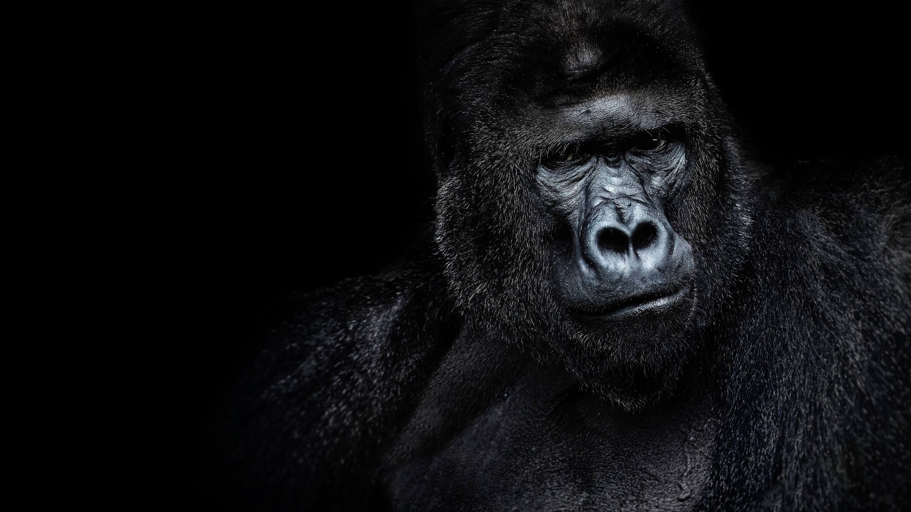 Artistic gorilla, Captivating photograph, Wall mural, Wildlife decoration, 3000x1690 HD Desktop