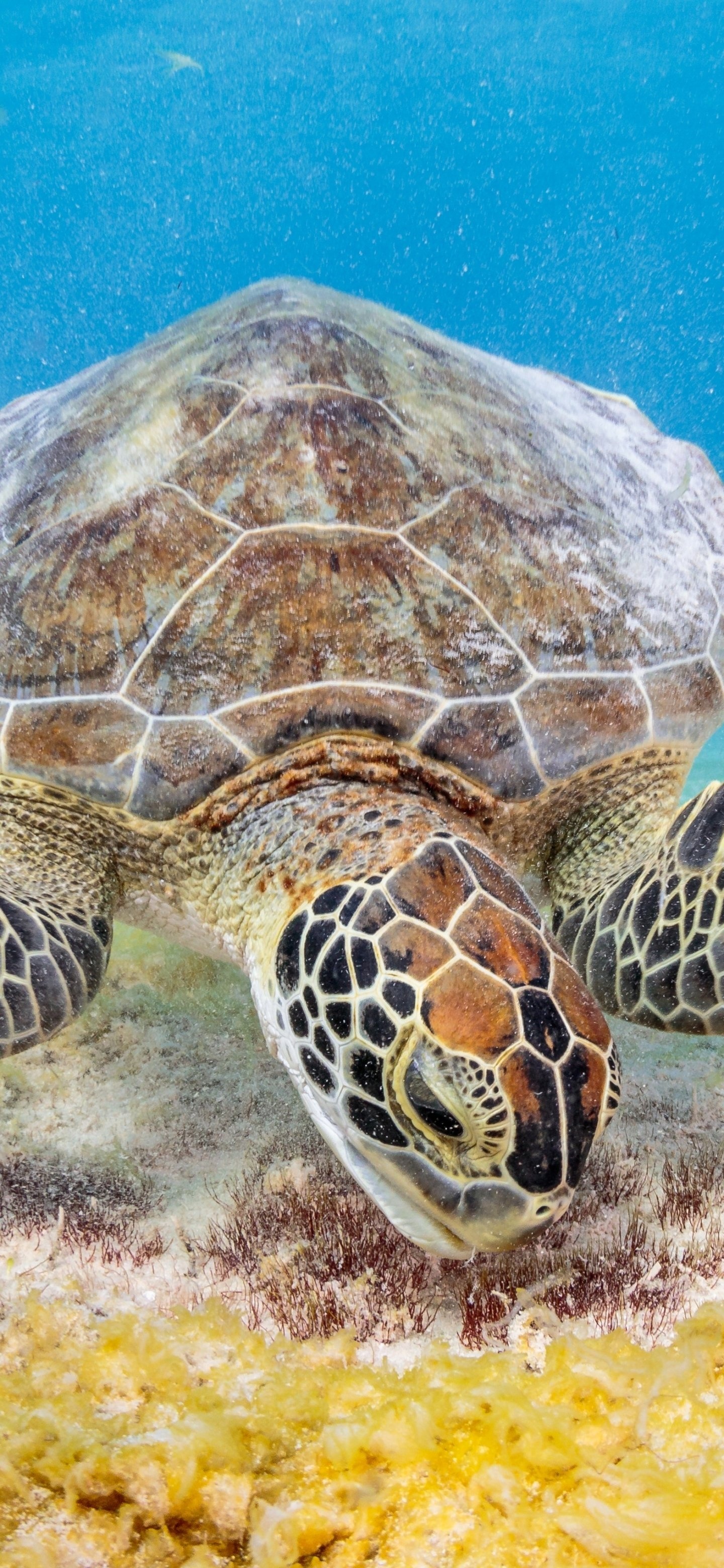 Captivating creature, Majestic turtle, Nature's marvel, Animal wonder, 1440x3120 HD Phone