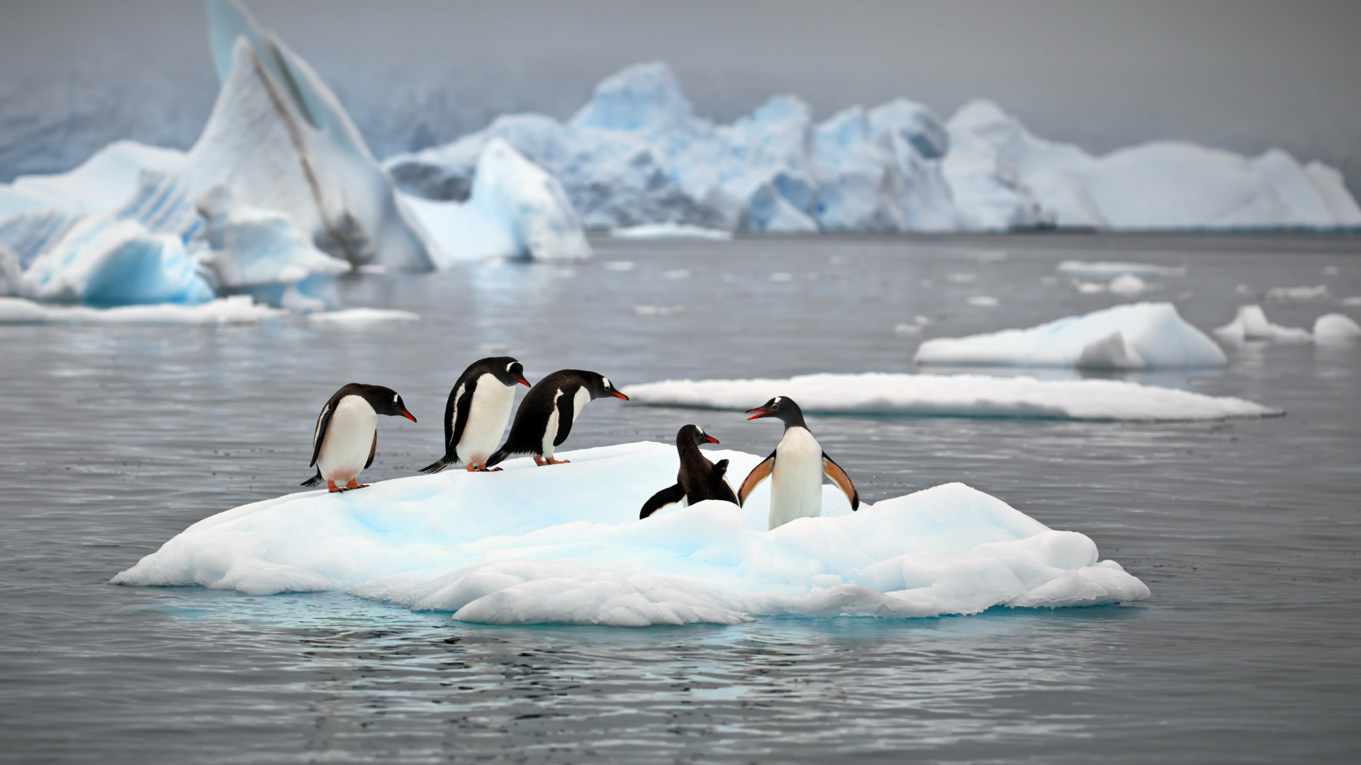 Nature, The ocean, Alexander Perov section, Animals, 1920x1080 Full HD Desktop