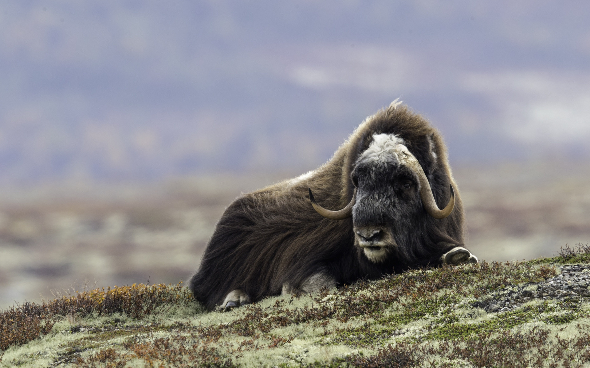 Face, Wool, Horns, Musk ox, 1920x1200 HD Desktop