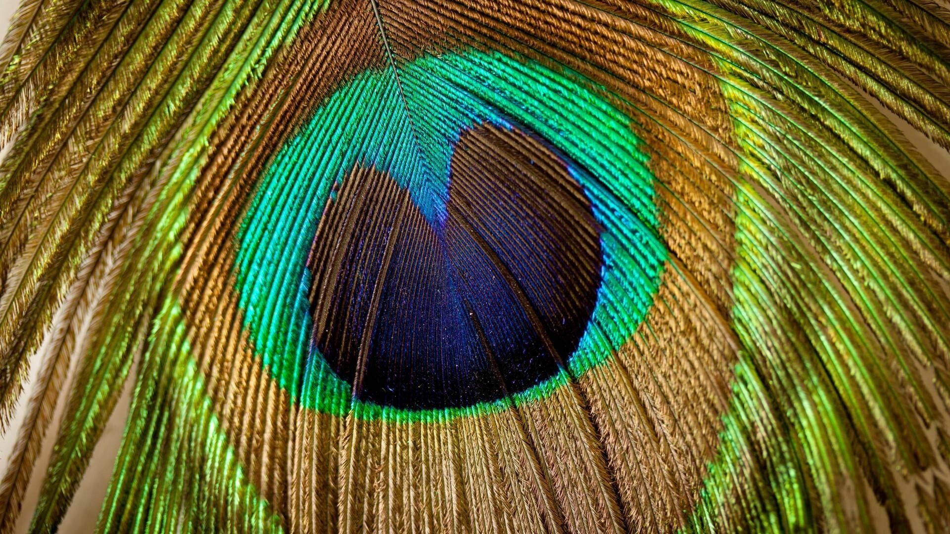 Eye of peacock, Tail feather, 8K wallpaper, Beauty, 1920x1080 Full HD Desktop