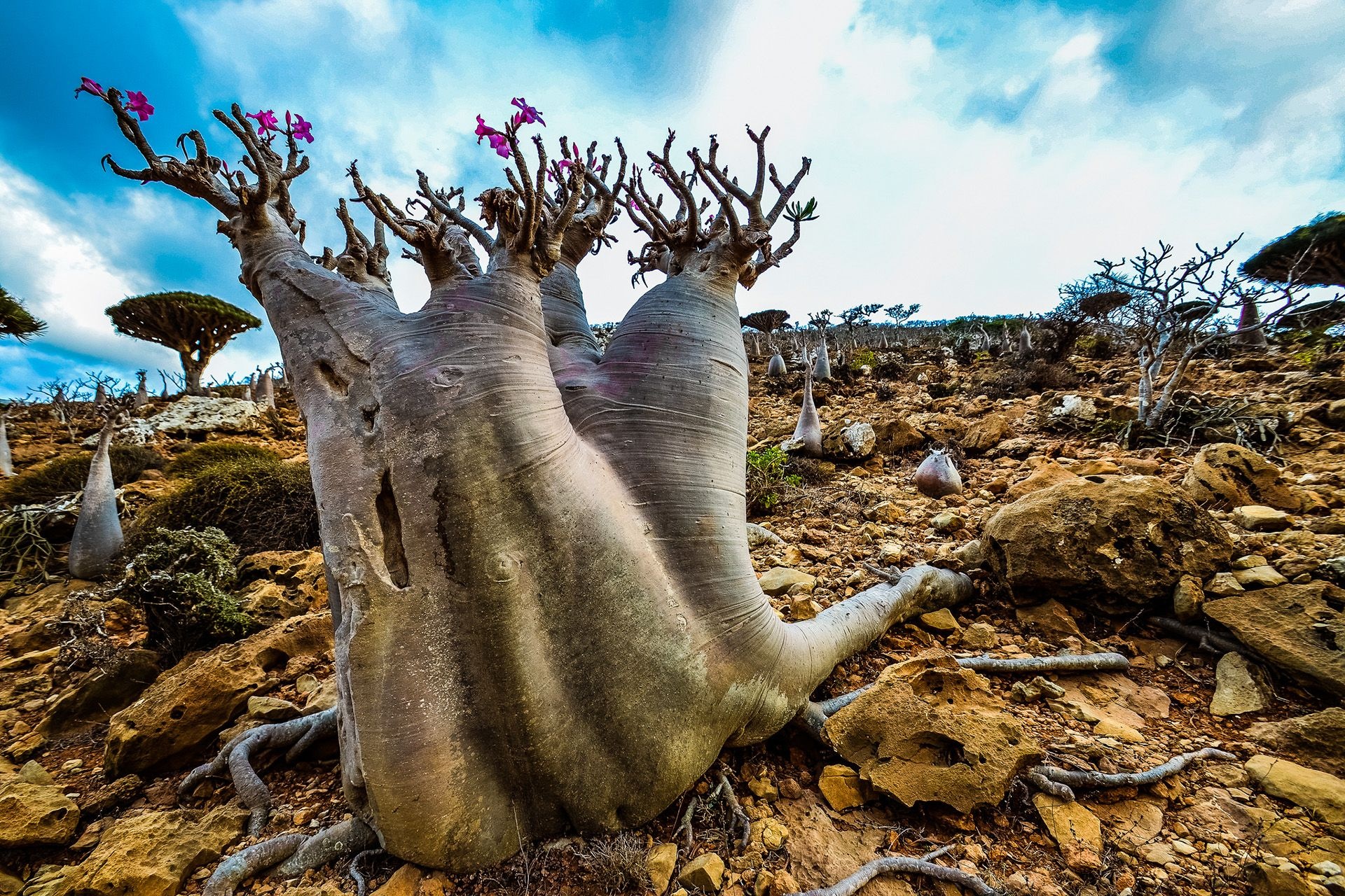 Socotra Island, Yemen, Alien world, Extraordinary landscapes, 1920x1280 HD Desktop