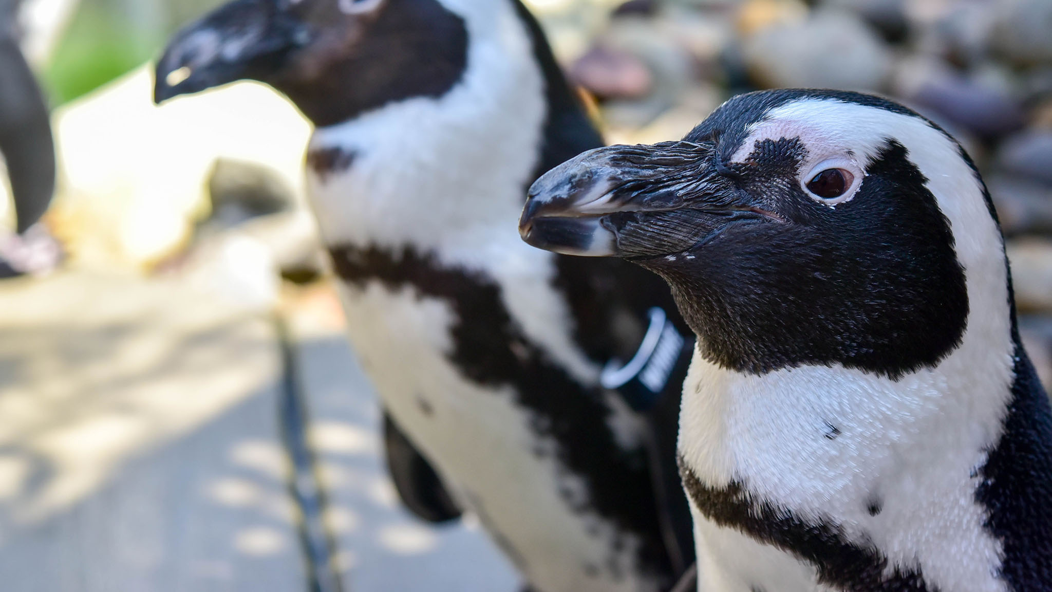 Penguin, Maryland Zoo encounter, Unique experience, Close wildlife encounter, 2050x1160 HD Desktop