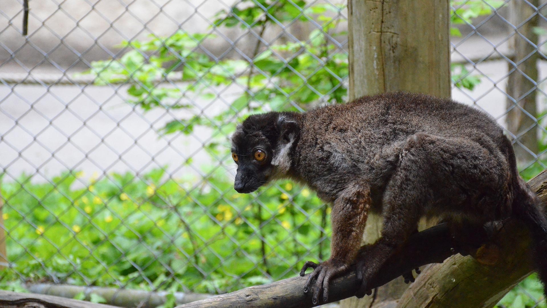 White collared lemur, Madagascar wildlife, Zoo habitat, Nature conservation, 1920x1080 Full HD Desktop