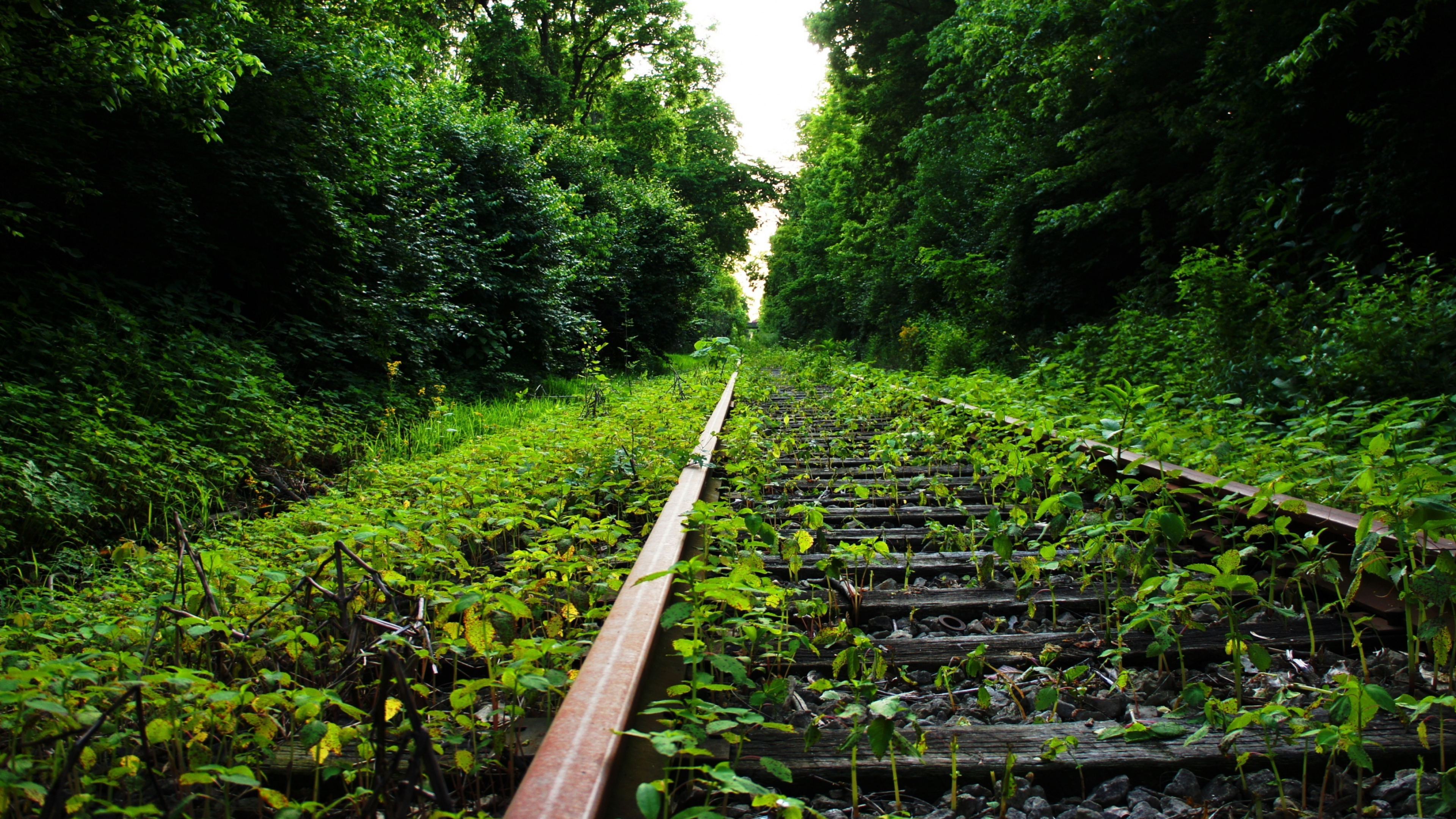 Dual monitor wallpaper, Nature's vista, Vibrant forest, Verdant panorama, 3840x2160 4K Desktop