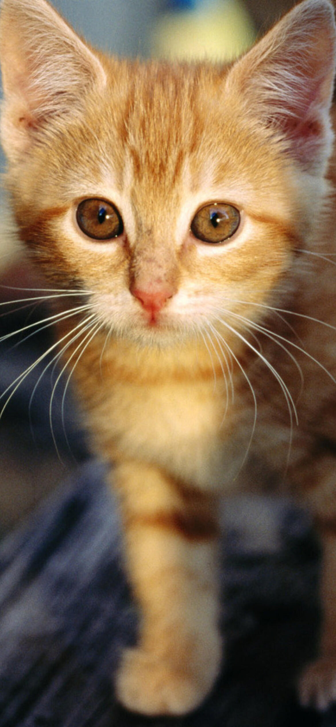 Little ginger kitten, iPhone 12 Pro, 1170x2540 HD Phone