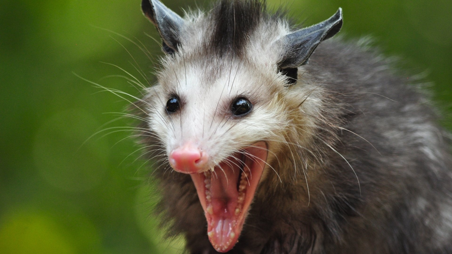 Opossum Wallpapers, High quality images, 1920x1080 Full HD Desktop