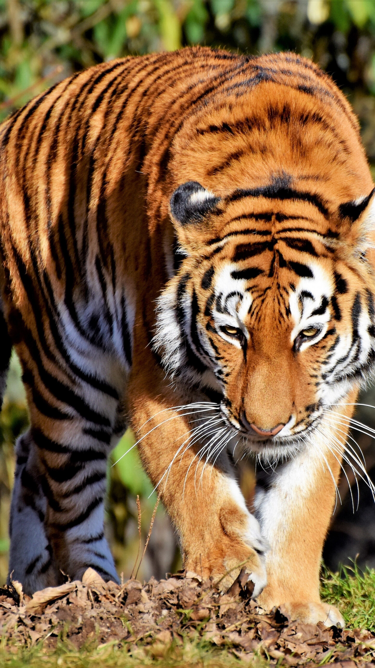 Calm walk, Predator tiger, Samsung Galaxy, HD image, 1440x2560 HD Phone