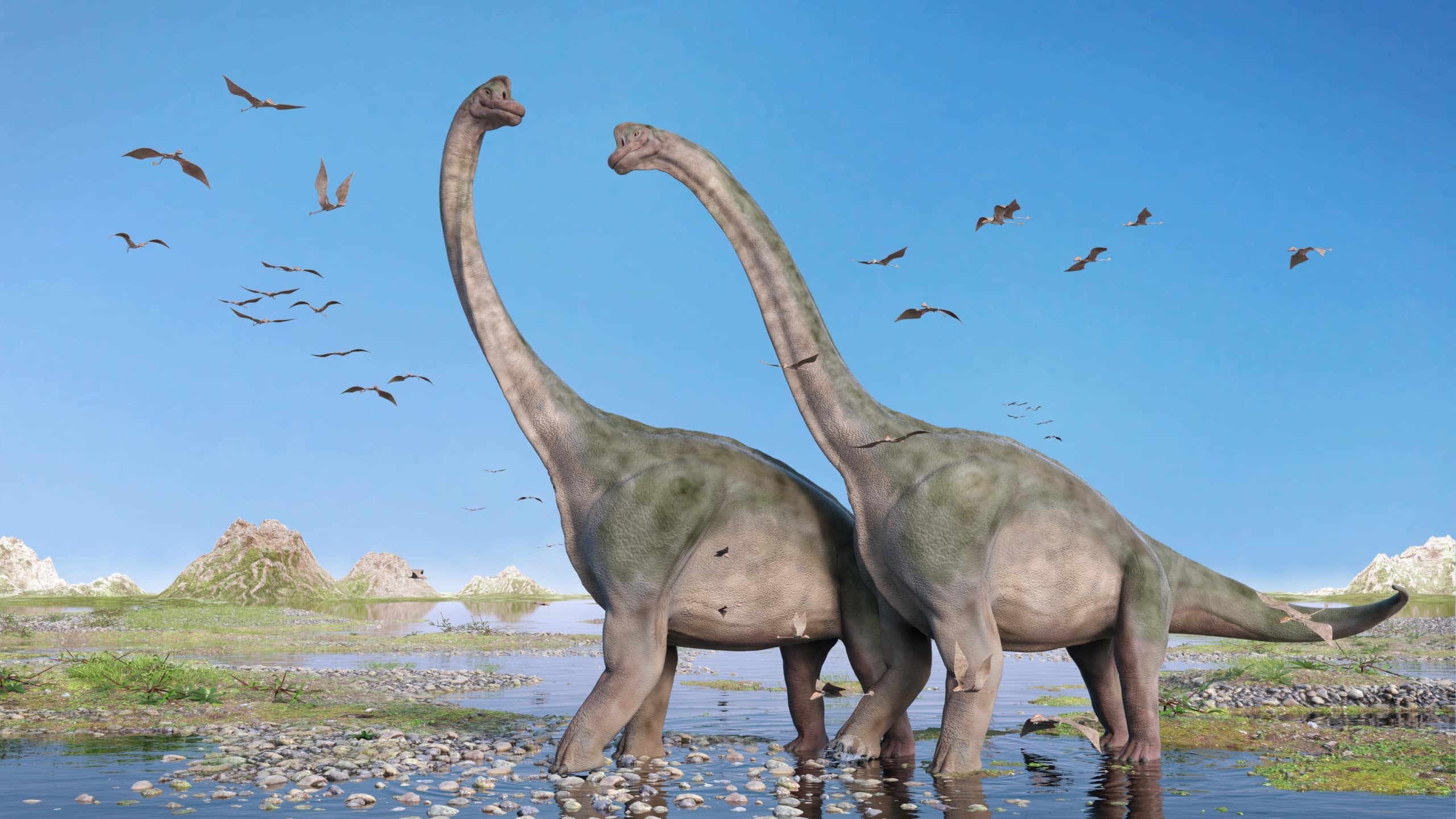 Couple, Brachiosaurus Wallpaper, 2560x1440 HD Desktop