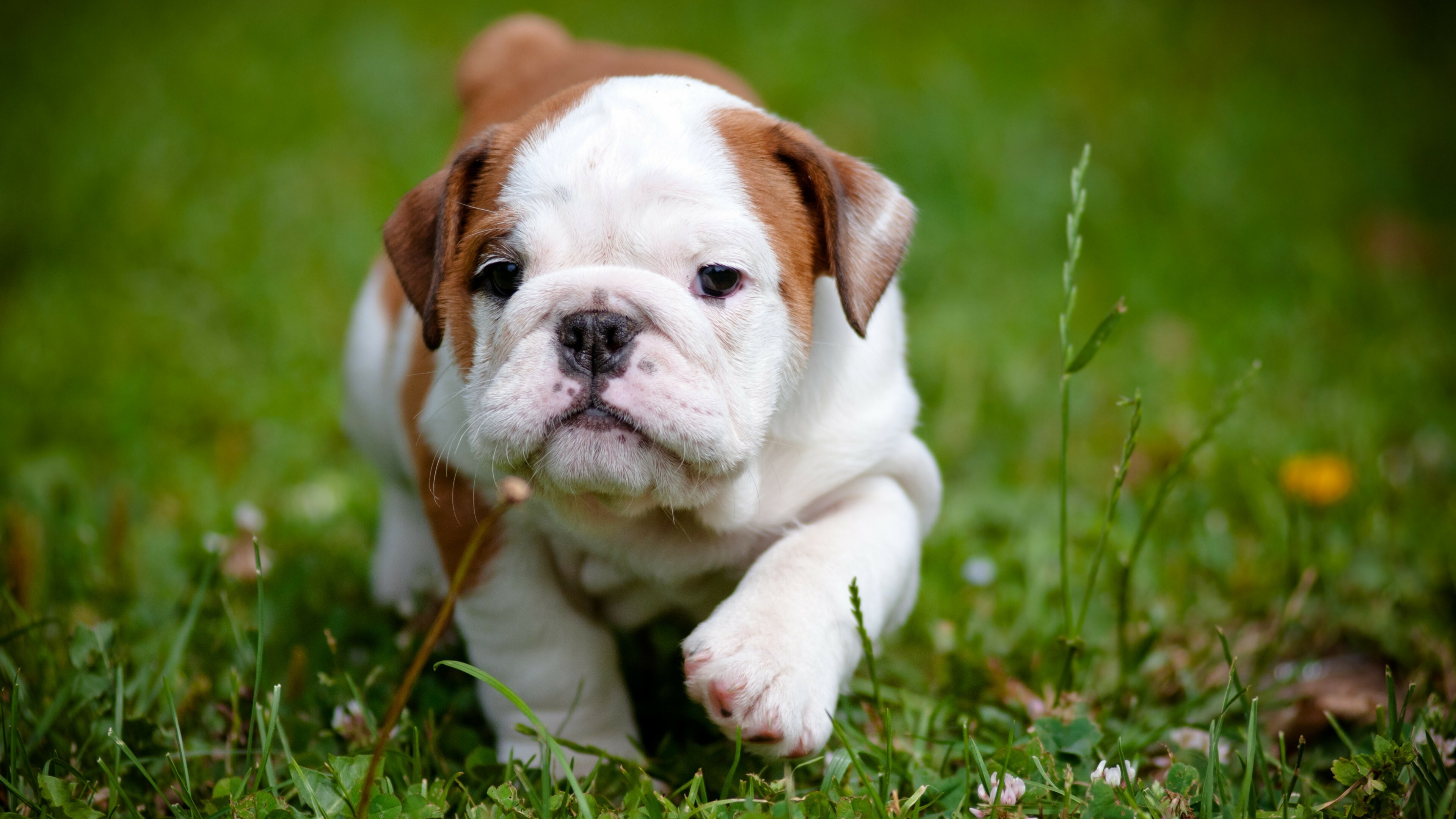 Puppy, Bulldog Wallpaper, 3840x2160 4K Desktop