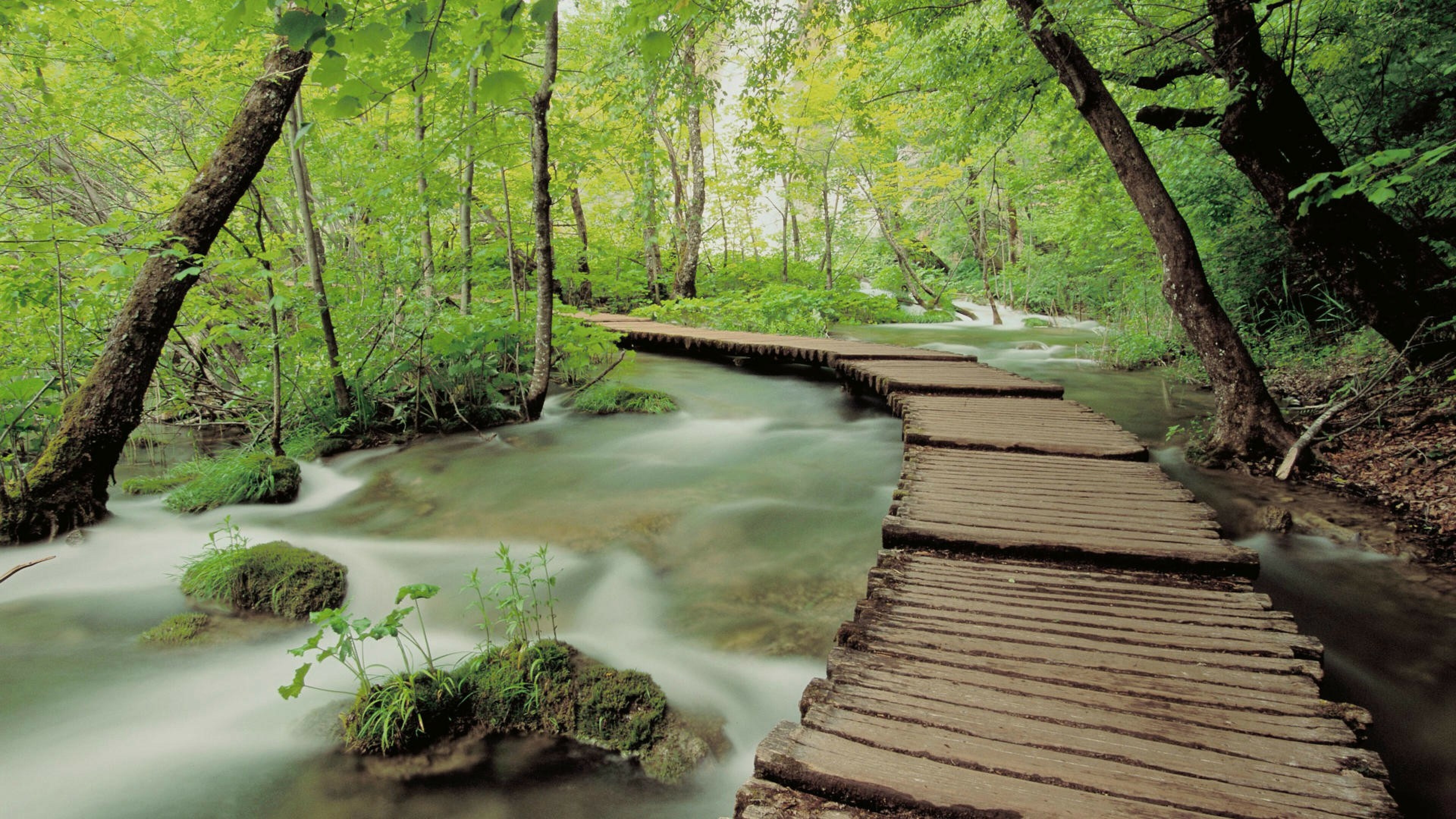 Wooden footpath, Rainforests Wallpaper, 3840x2160 4K Desktop