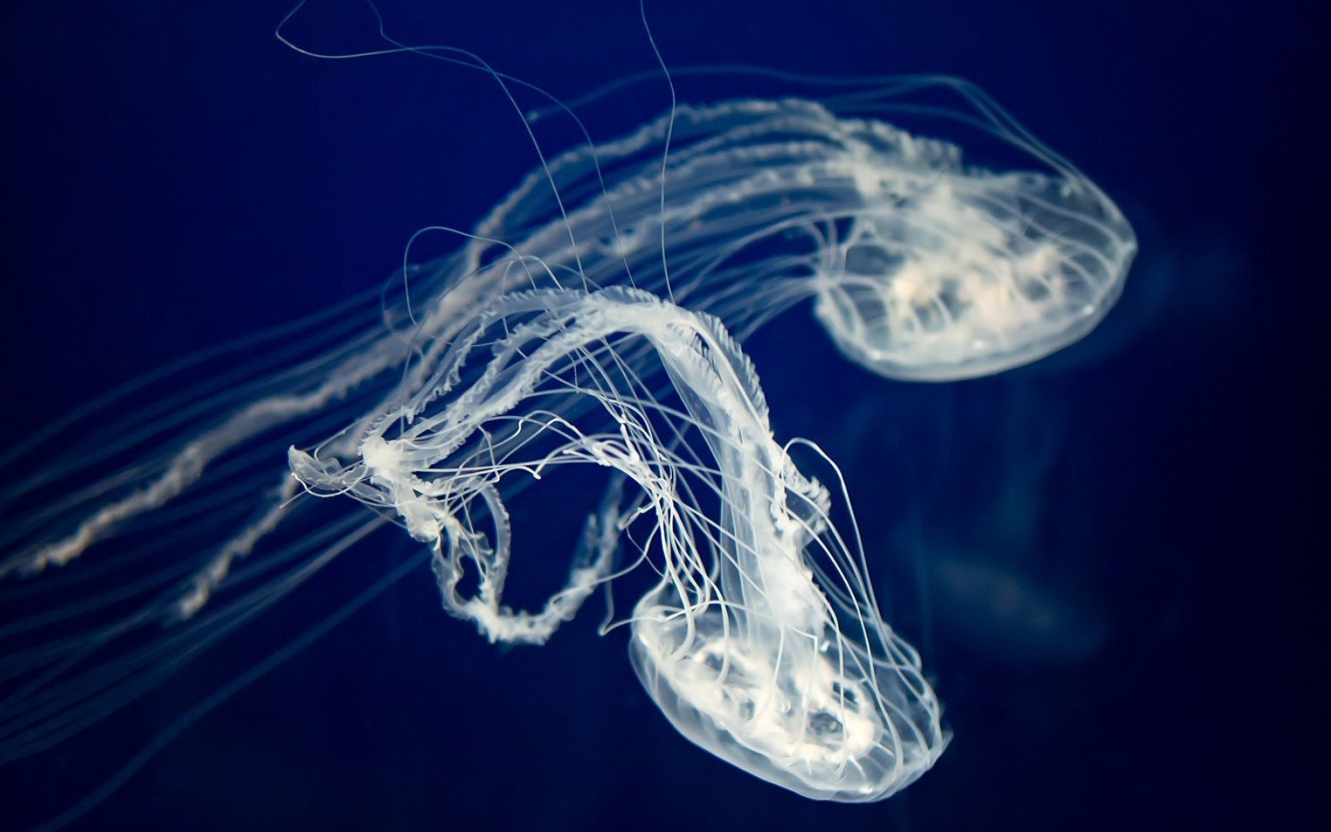 HD jellyfish wallpapers, Adorable ocean creatures, Jellyfish in their element, Wallpaper download, 1920x1200 HD Desktop