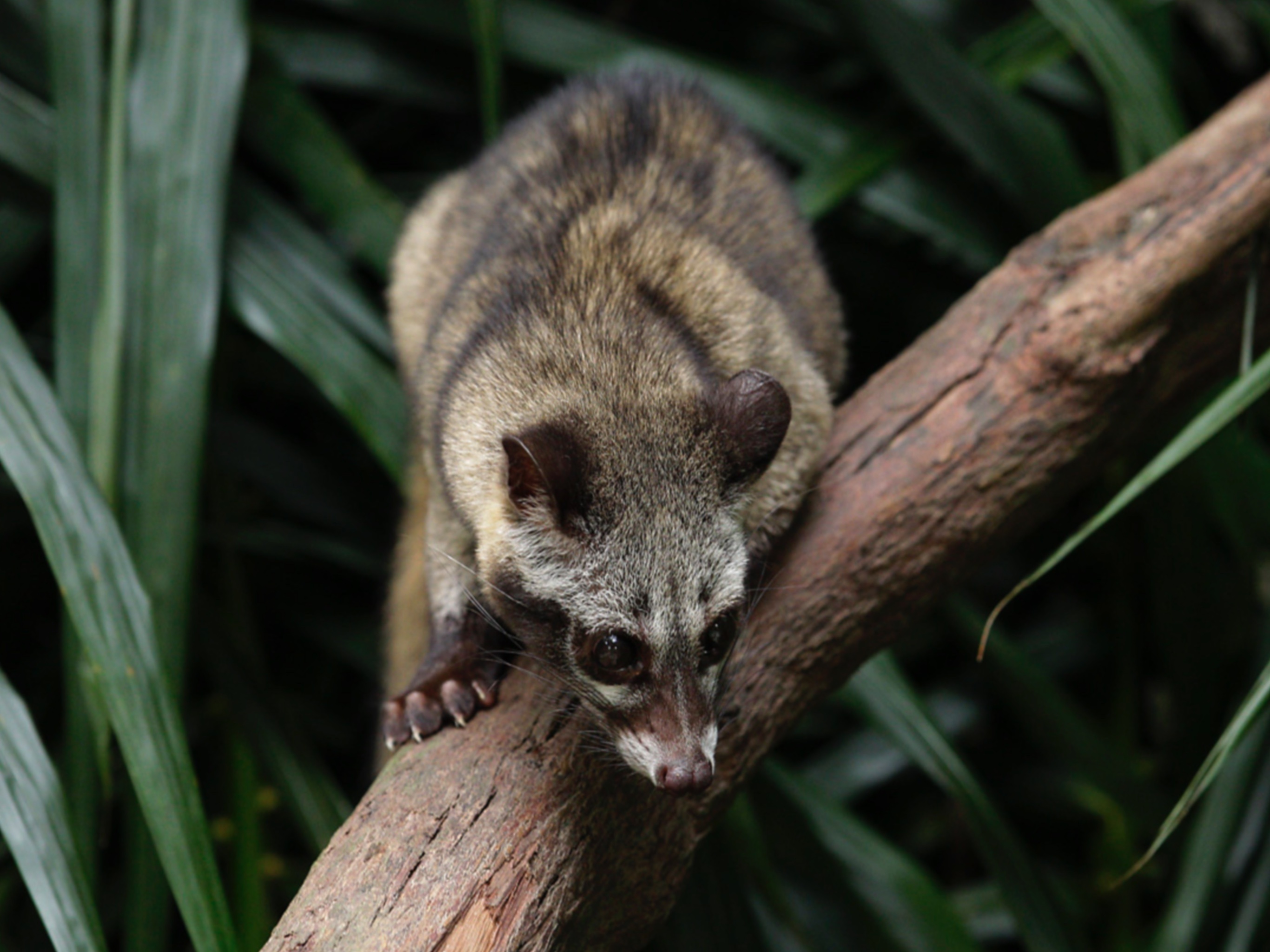 Kopi Luwak, Southeast Asian animals, 2740x2050 HD Desktop