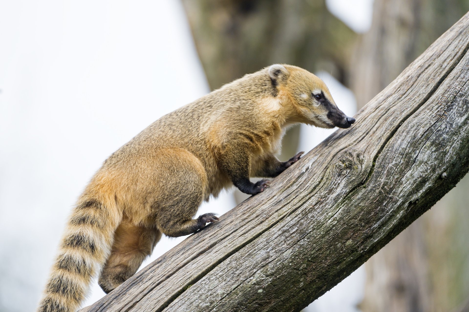 Coati, Animal wallpapers, Nature, 1920x1280 HD Desktop