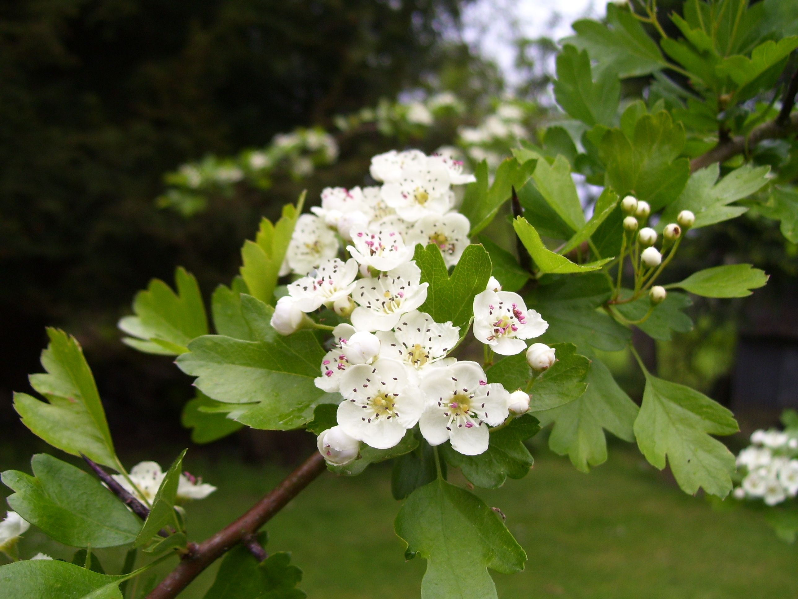 Glastonbury thorn, Hawthorn Tree Wallpaper, 2580x1940 HD Desktop