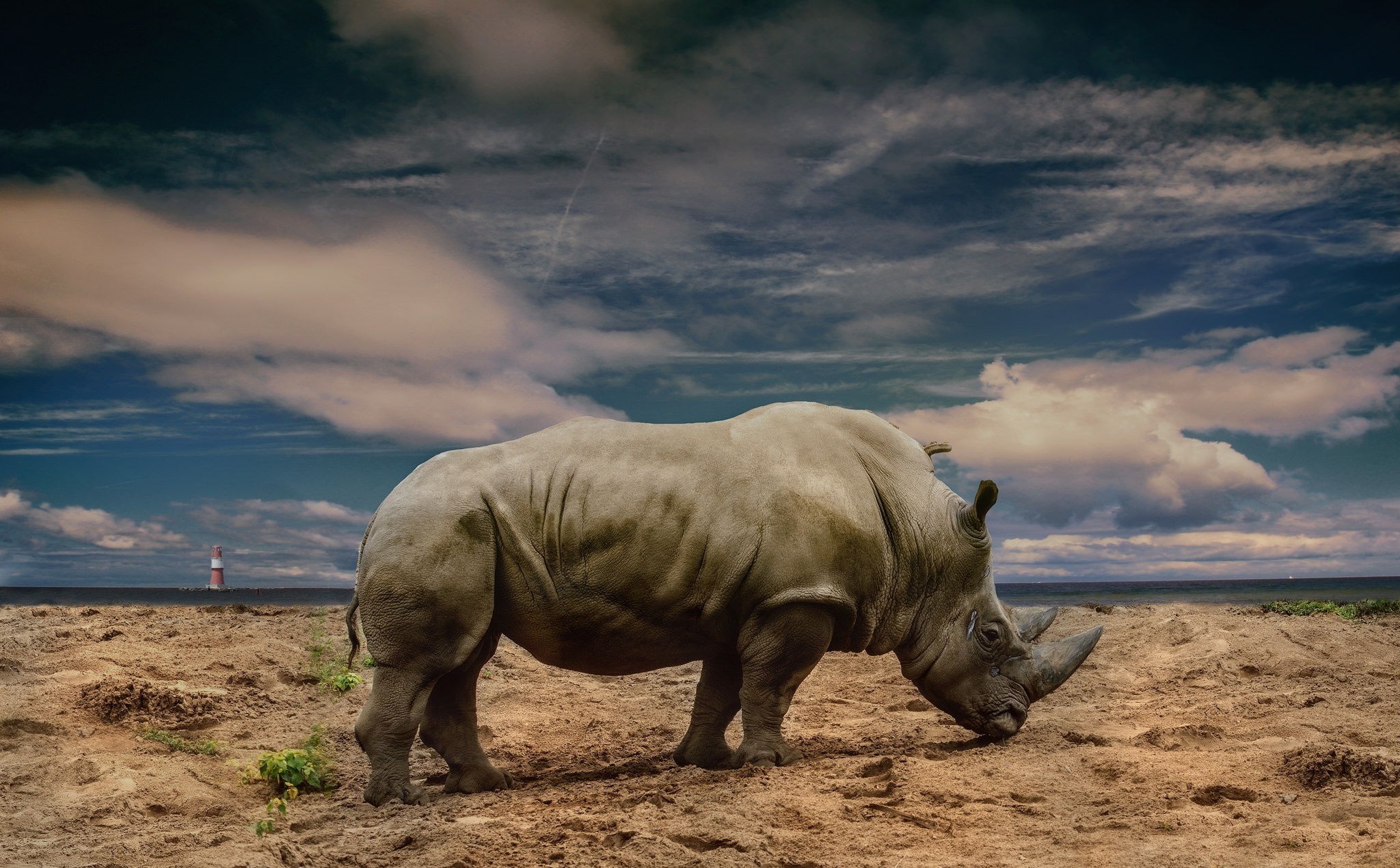 Wild rhino wallpaper, Rhino in untamed setting, Striking nature backdrop, Rhino in its natural element, 2050x1270 HD Desktop