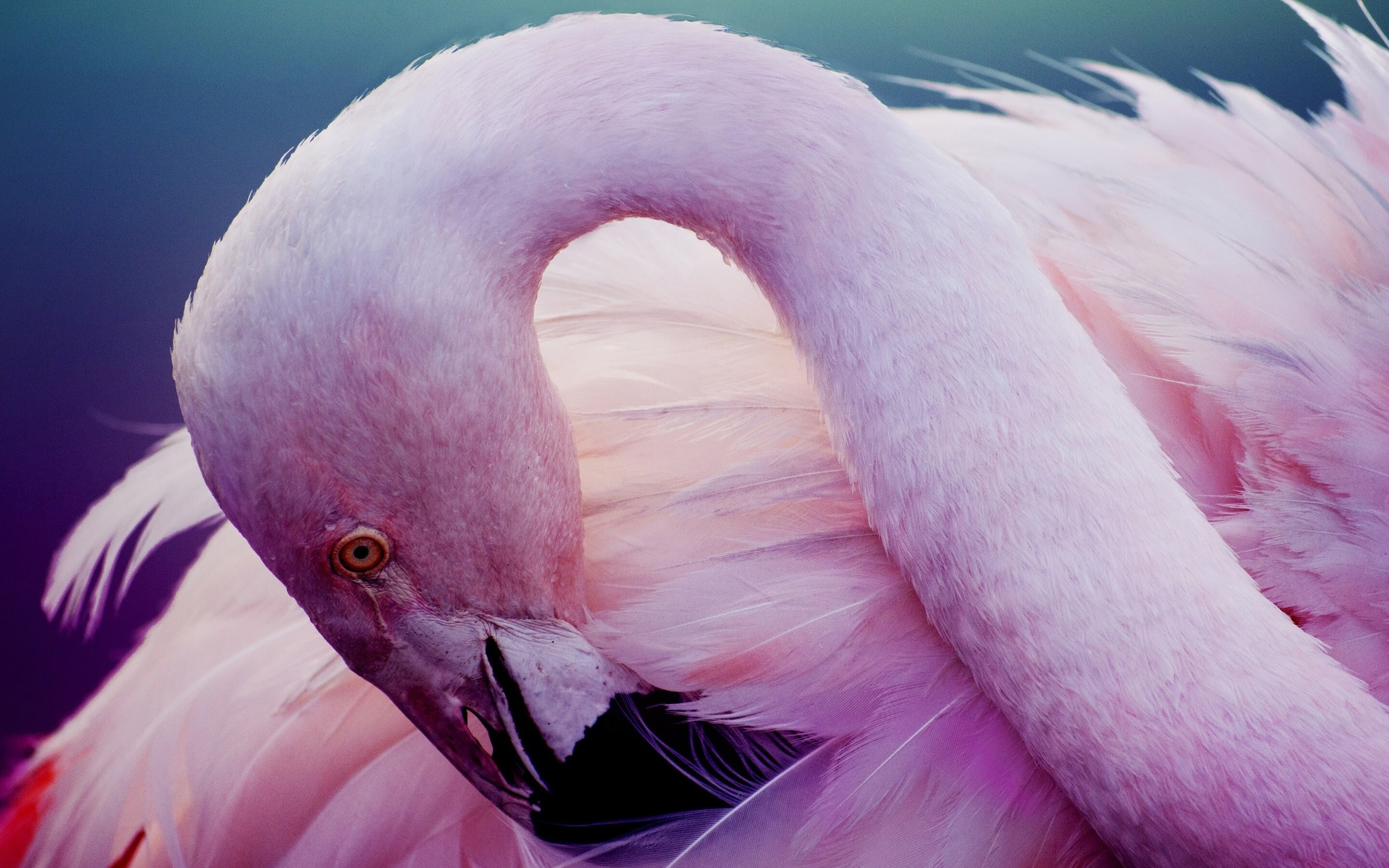 4K Flamingo wallpaper, Brilliant pink plumage, Majestic wildlife, Nature's flamboyance, 2880x1800 HD Desktop