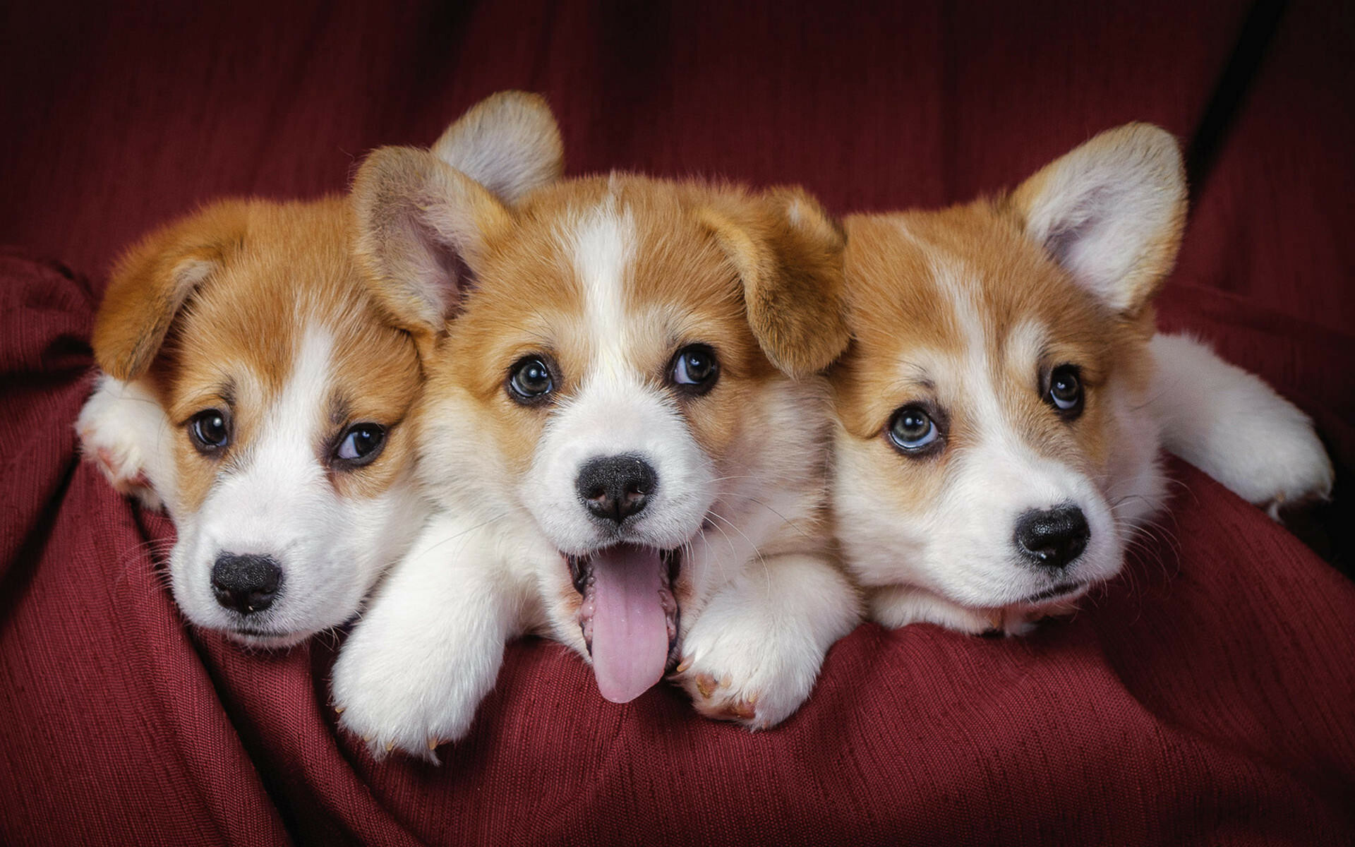 Puppy wallpaper, Desktop wallpaper, Cute puppy, Cute animals, 1920x1200 HD Desktop