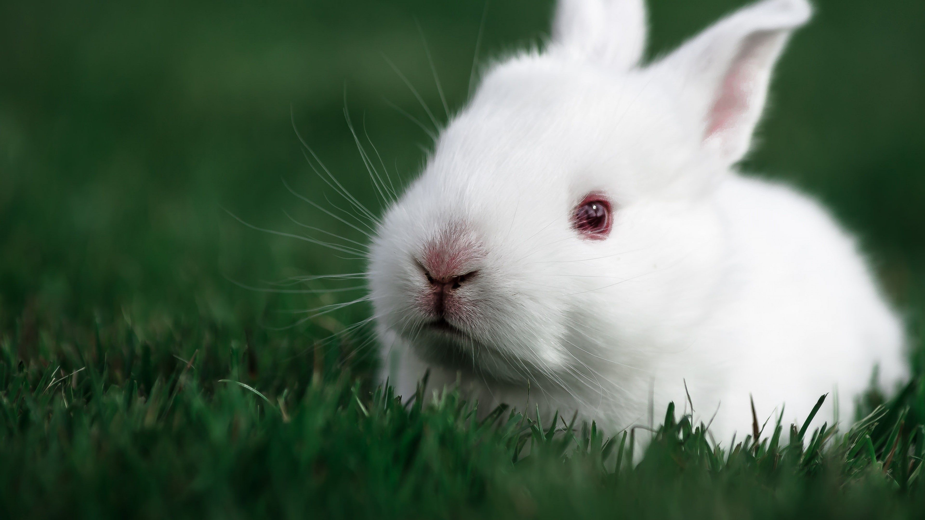 Rabbit, Baby Animal Wallpaper, 3840x2160 4K Desktop