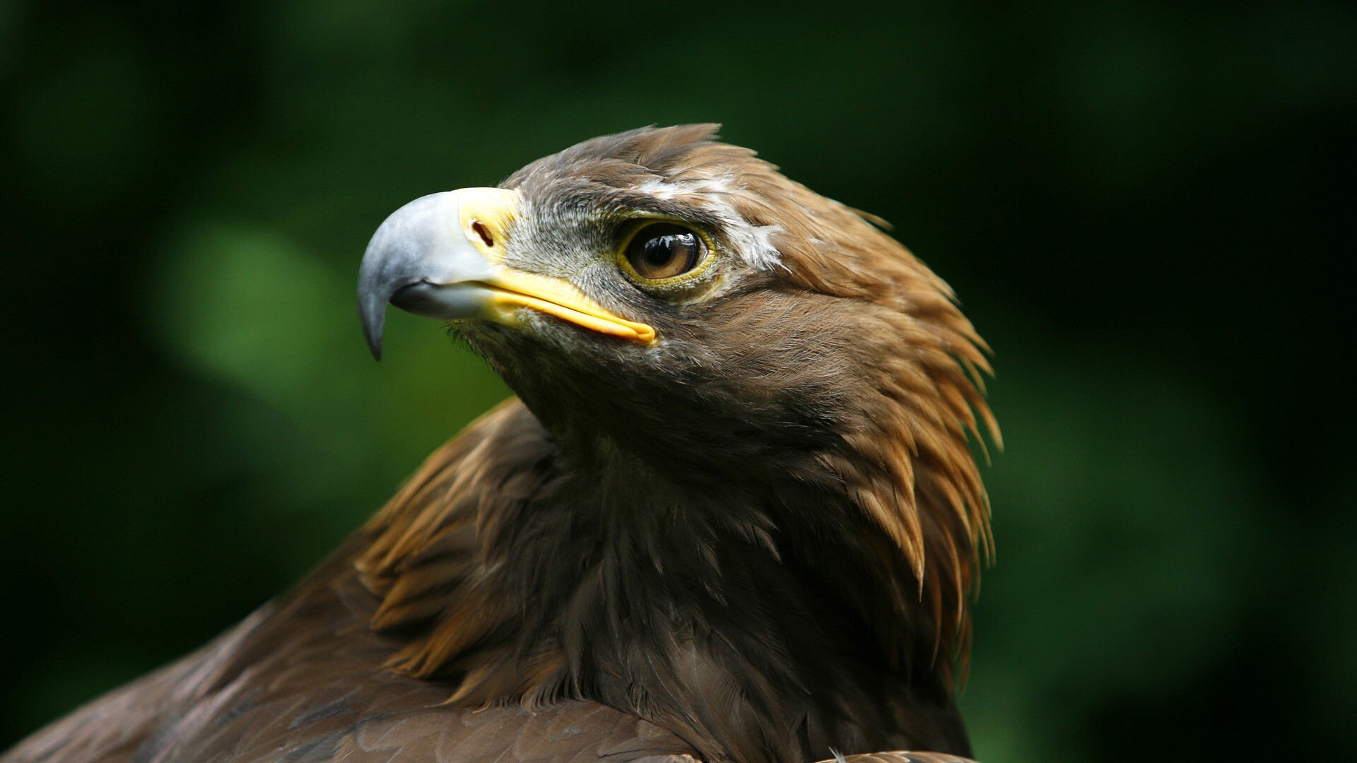 Golden eagle artwork, KDE store gems, Majestic bird, Digital beauty, 1920x1080 Full HD Desktop