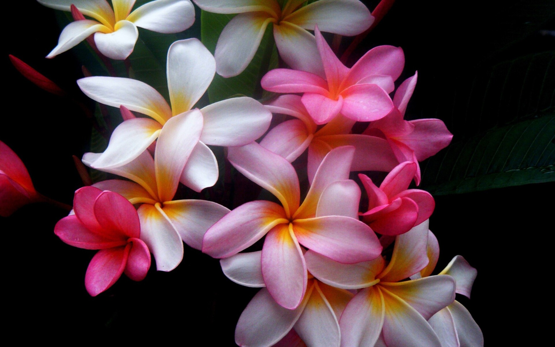 Earth flower, Pink frangipani, Close-up beauty, Tranquil backdrop, 1920x1200 HD Desktop