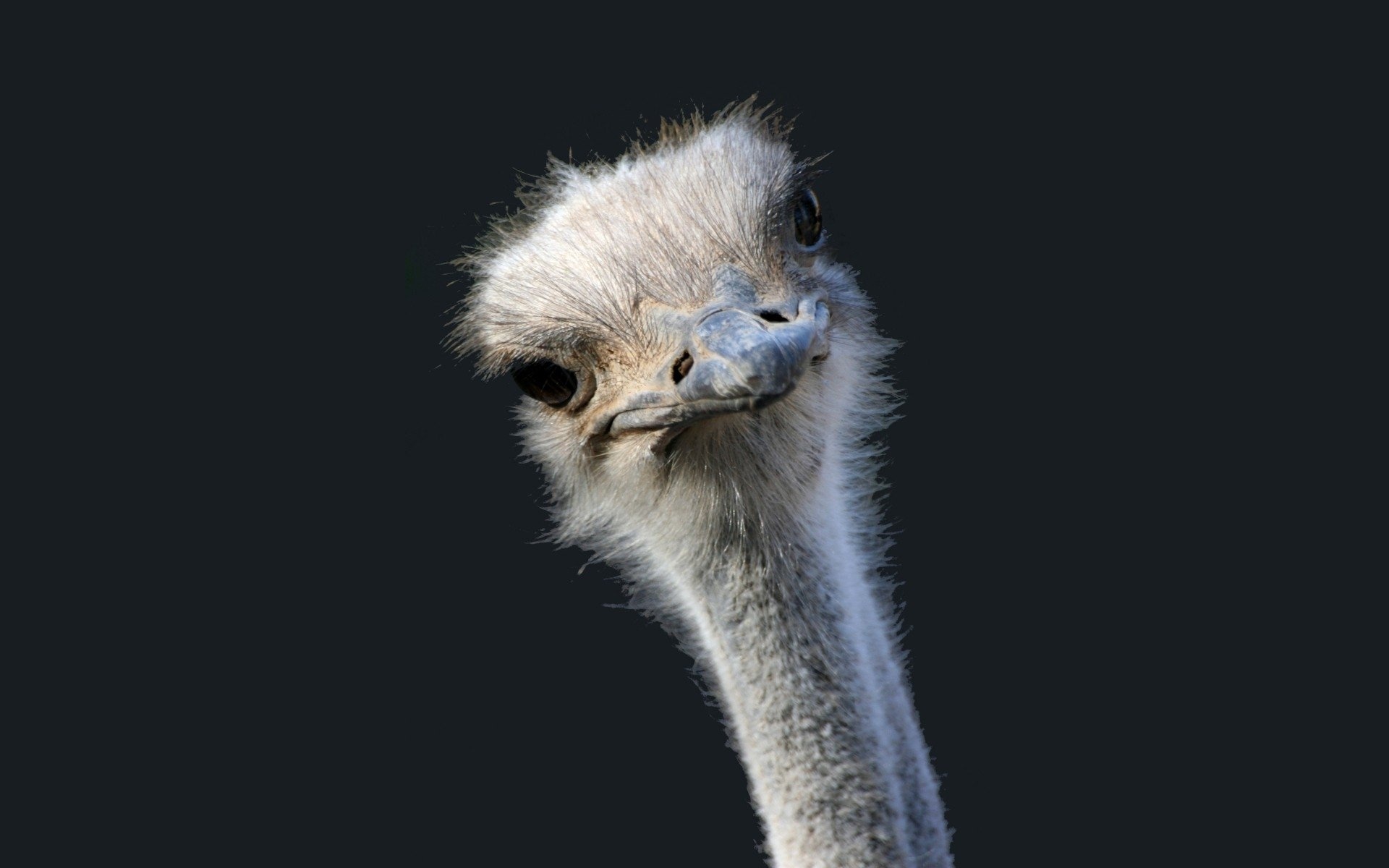 Stunning ostrich wallpaper, Gorgeous bird, Majestic creature, Eye-catching design, 1920x1200 HD Desktop