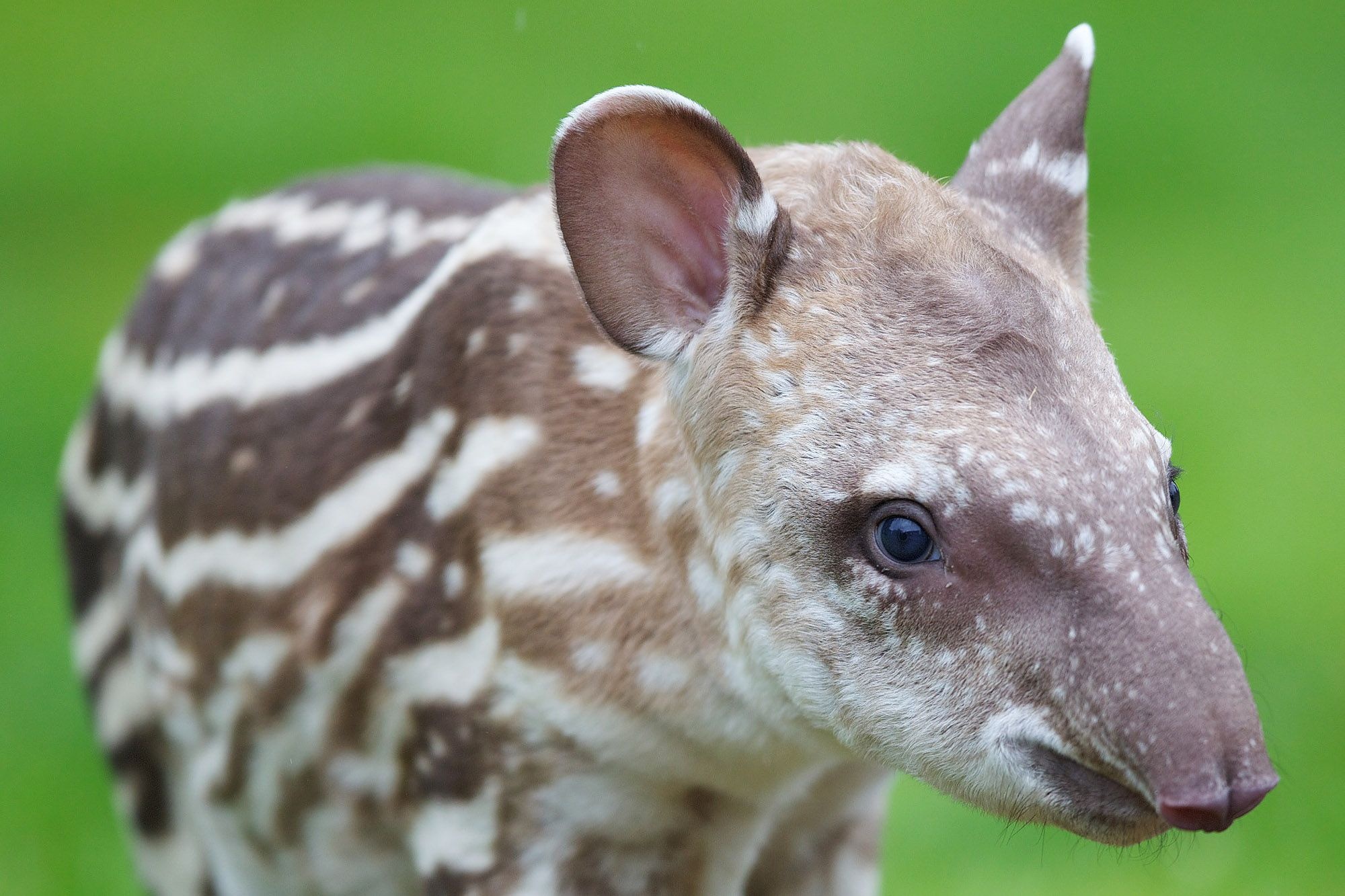 Tapir, Brazilian Tapir, Dublin Zoo, Zoo visit ideas, 2000x1340 HD Desktop