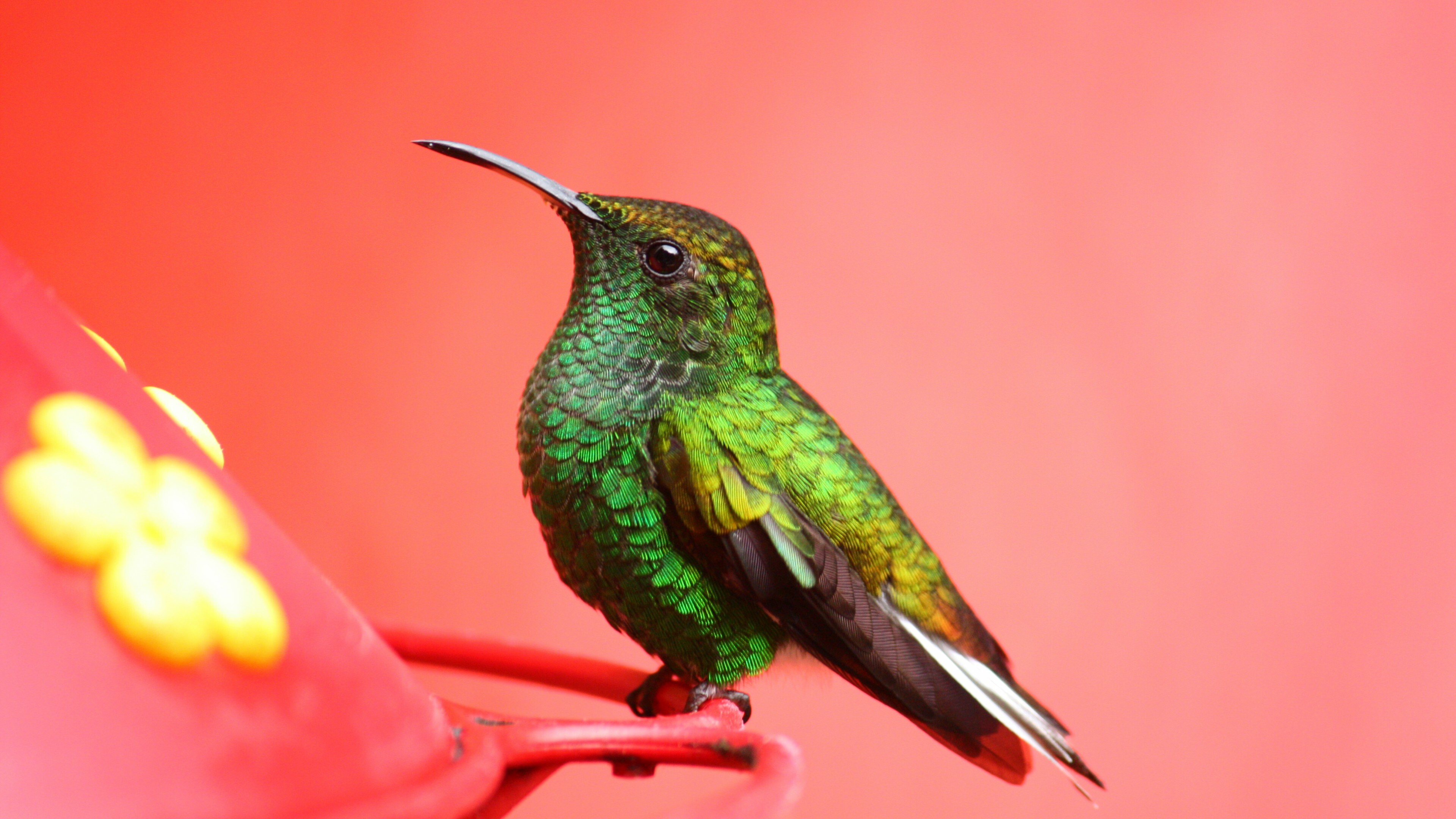 Coppery-headed emerald, Birds Wallpaper, 3840x2160 4K Desktop