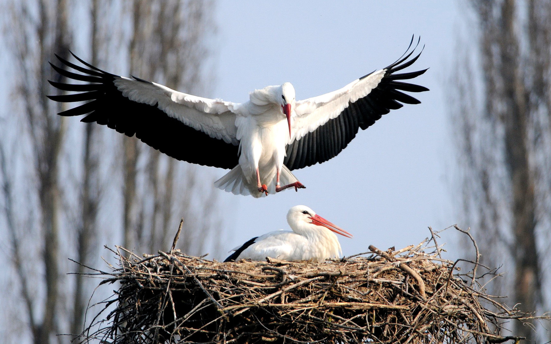 Stork wallpaper, Widescreen desktop, High-resolution image, Full HD, 1920x1200 HD Desktop