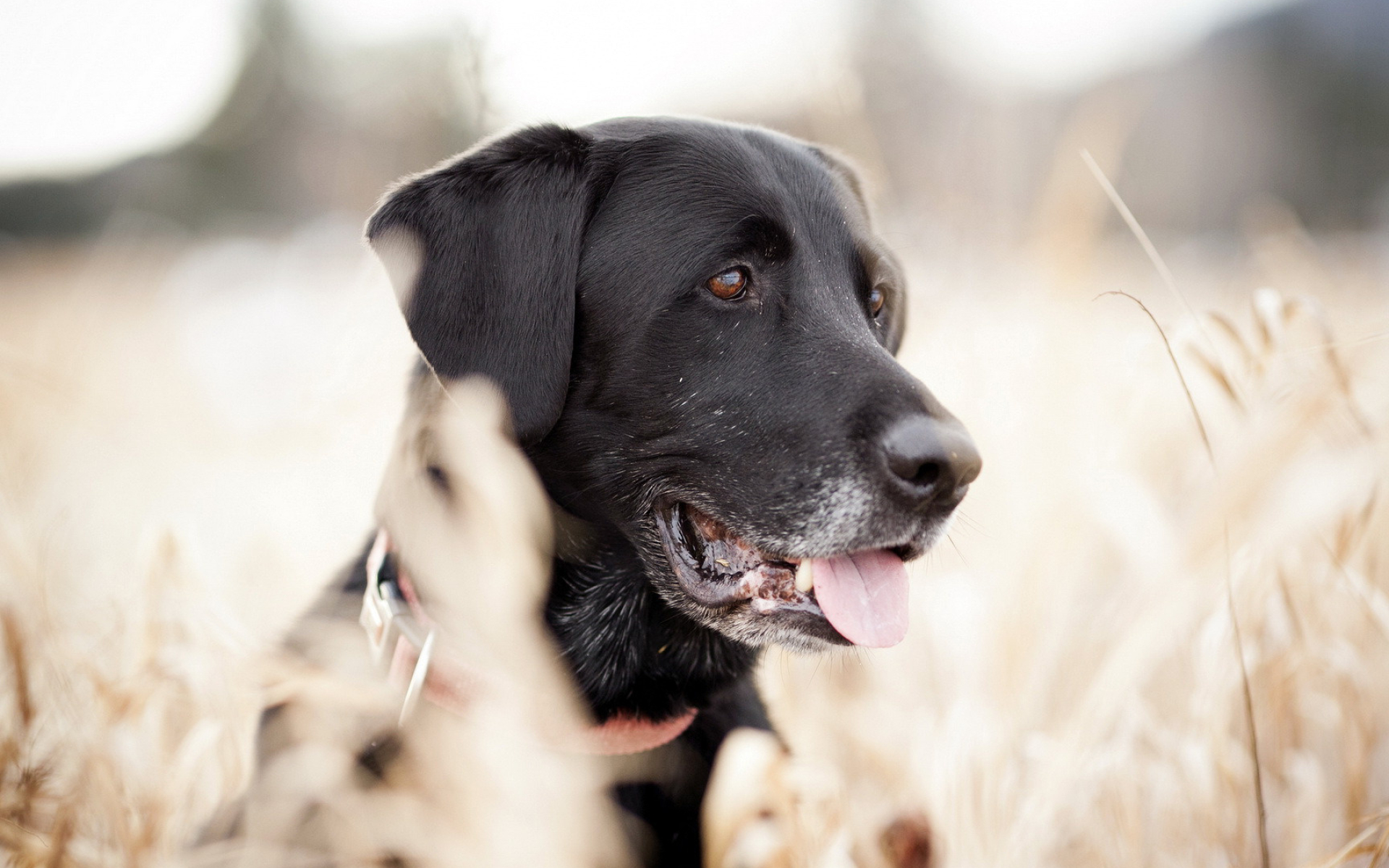 Black labrador charm, Wallpaper wonder, Canine beauty, Mesmerizing images, 1920x1200 HD Desktop