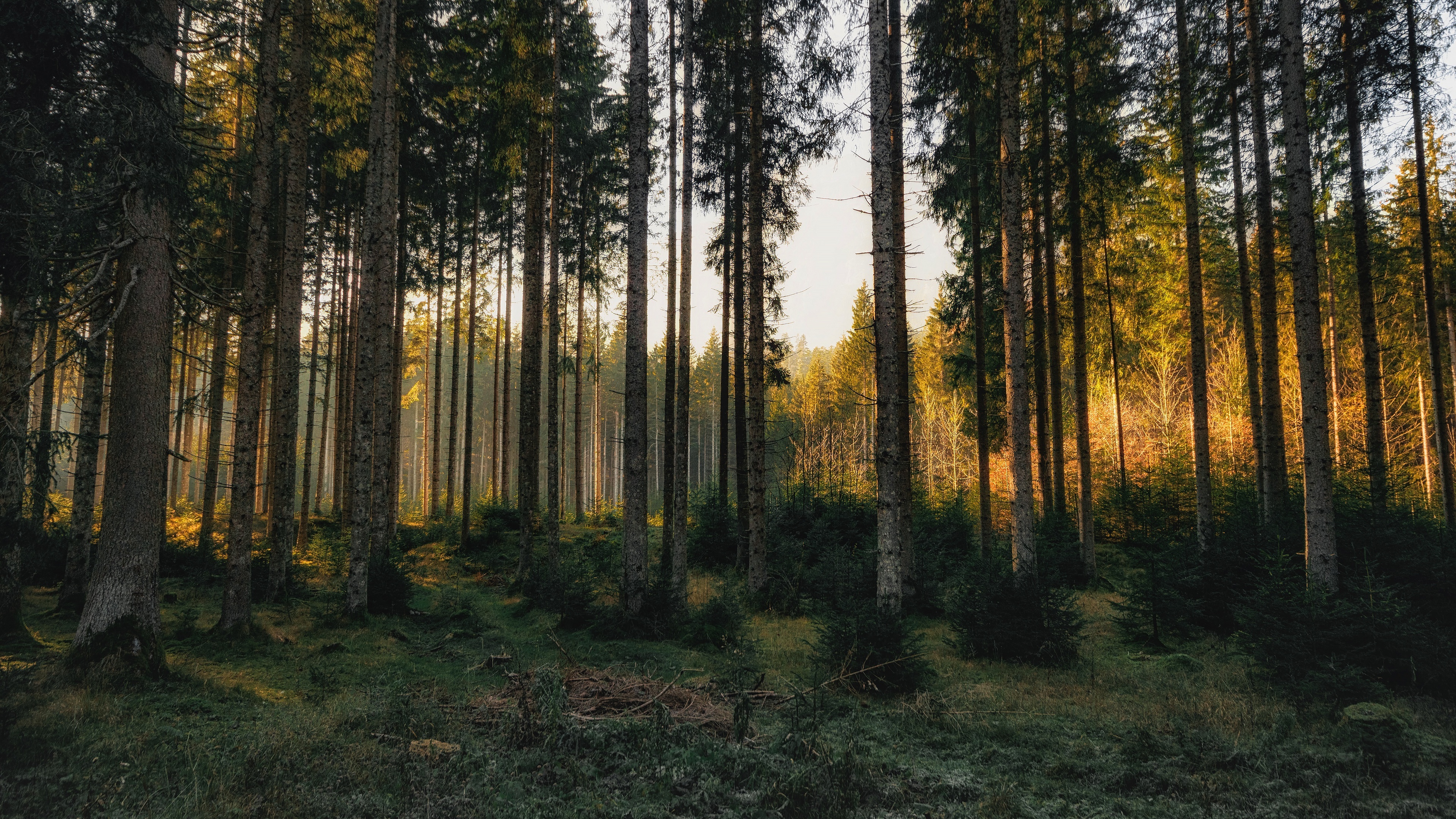 Pine Tree, HD wallpapers, 3840x2160 4K Desktop