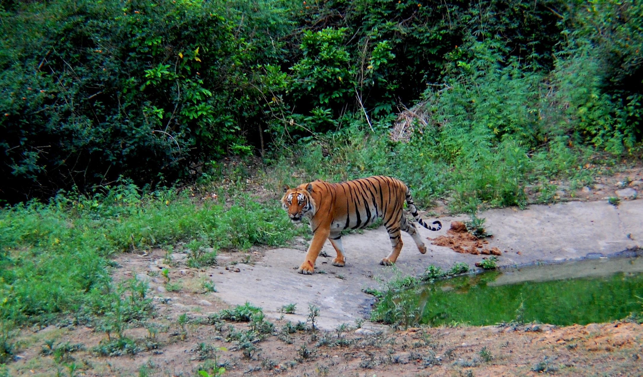 Jim Corbett National Park, Uttarakhand, Thousand Wonders, 2180x1280 HD Desktop