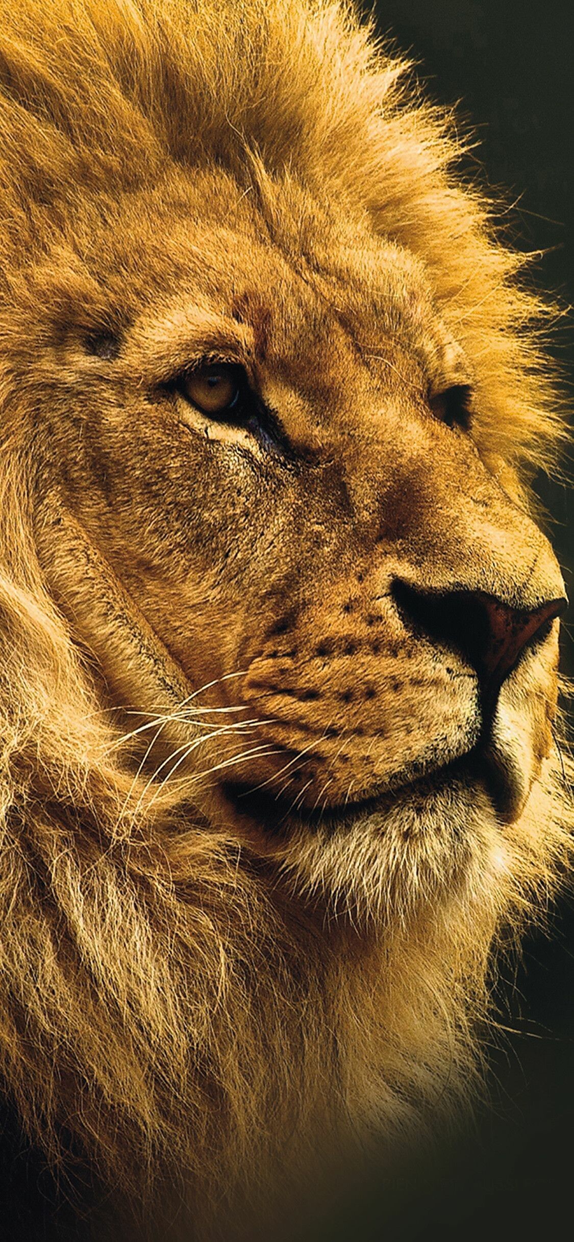 Lion iPhone X wallpapers, Premium quality, Striking visuals, Impressive design, 1130x2440 HD Phone