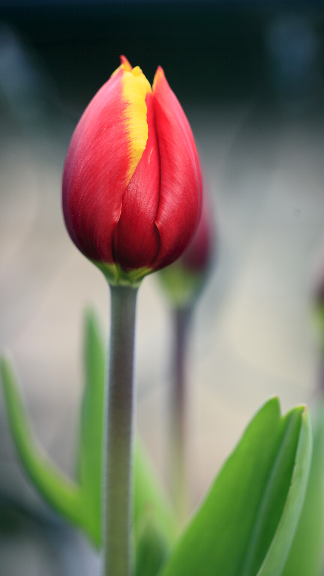 Tulip (Nature), Red tulip, Wallpapers, Free download, 1080x1920 Full HD Phone