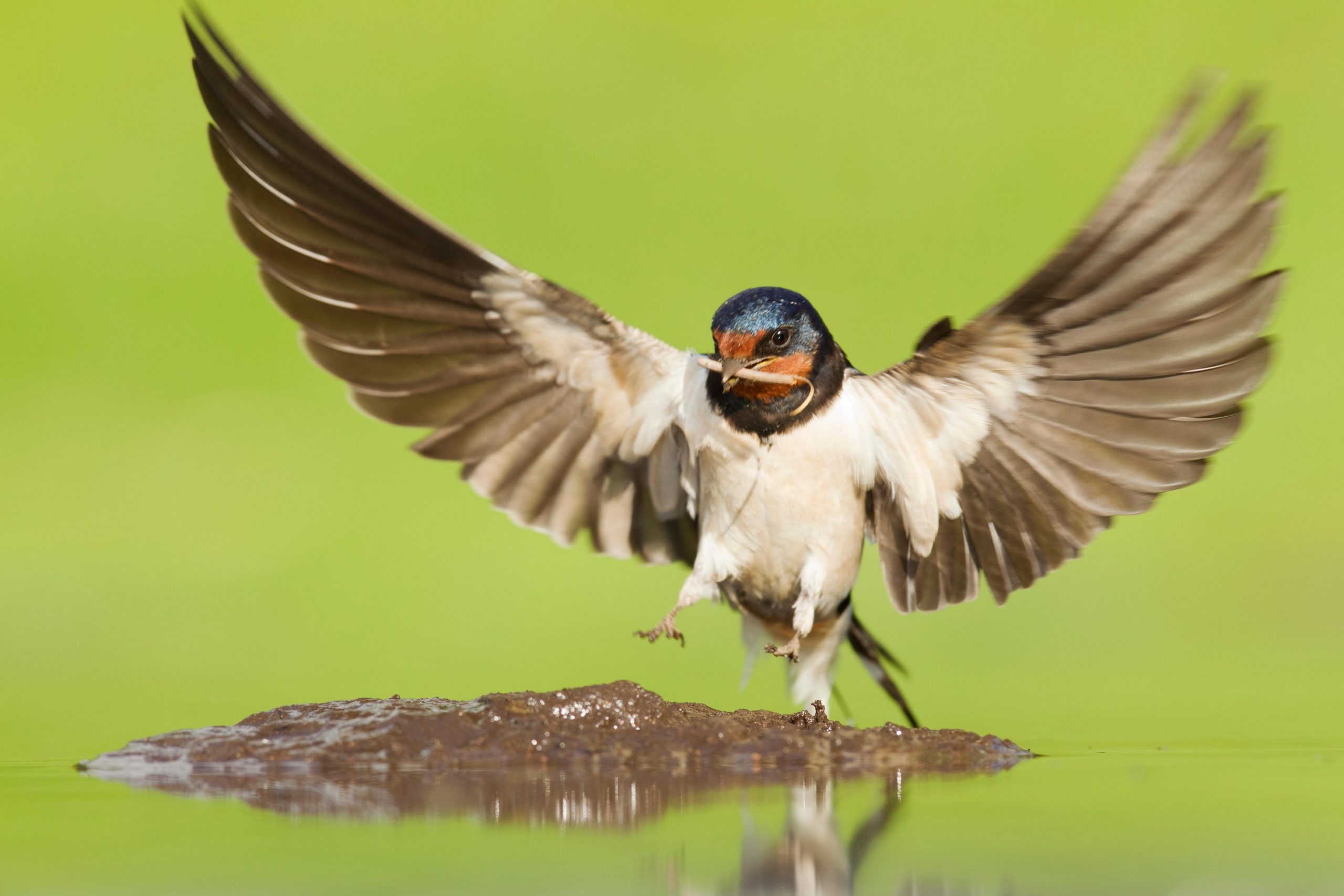 Wings, Swallow Wallpaper, 2560x1710 HD Desktop