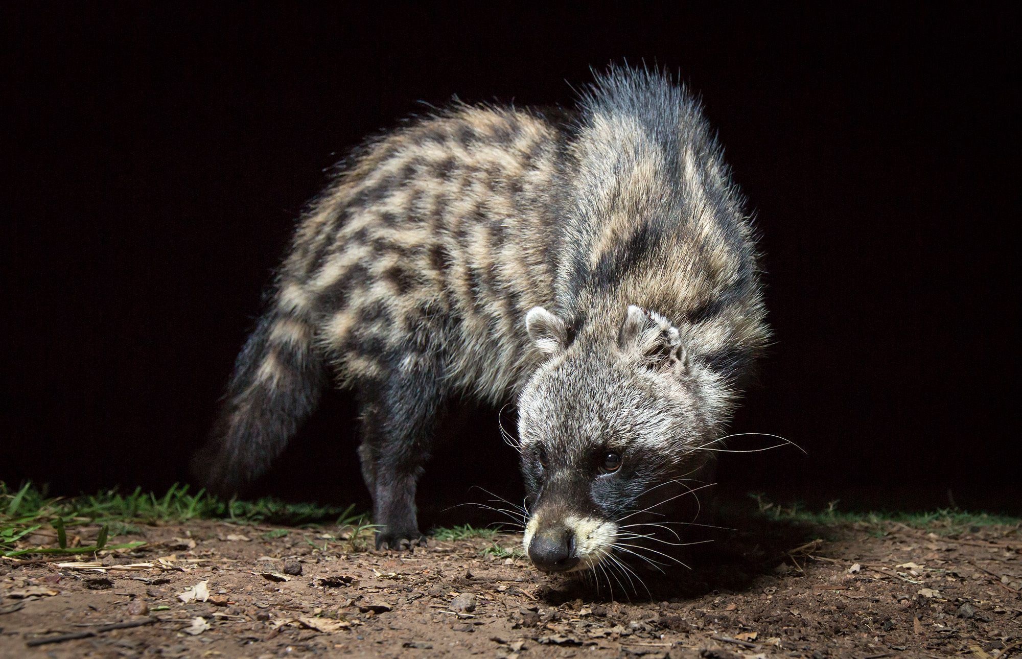 Civet HD desktop, Stunning visuals, 2000x1290 HD Desktop