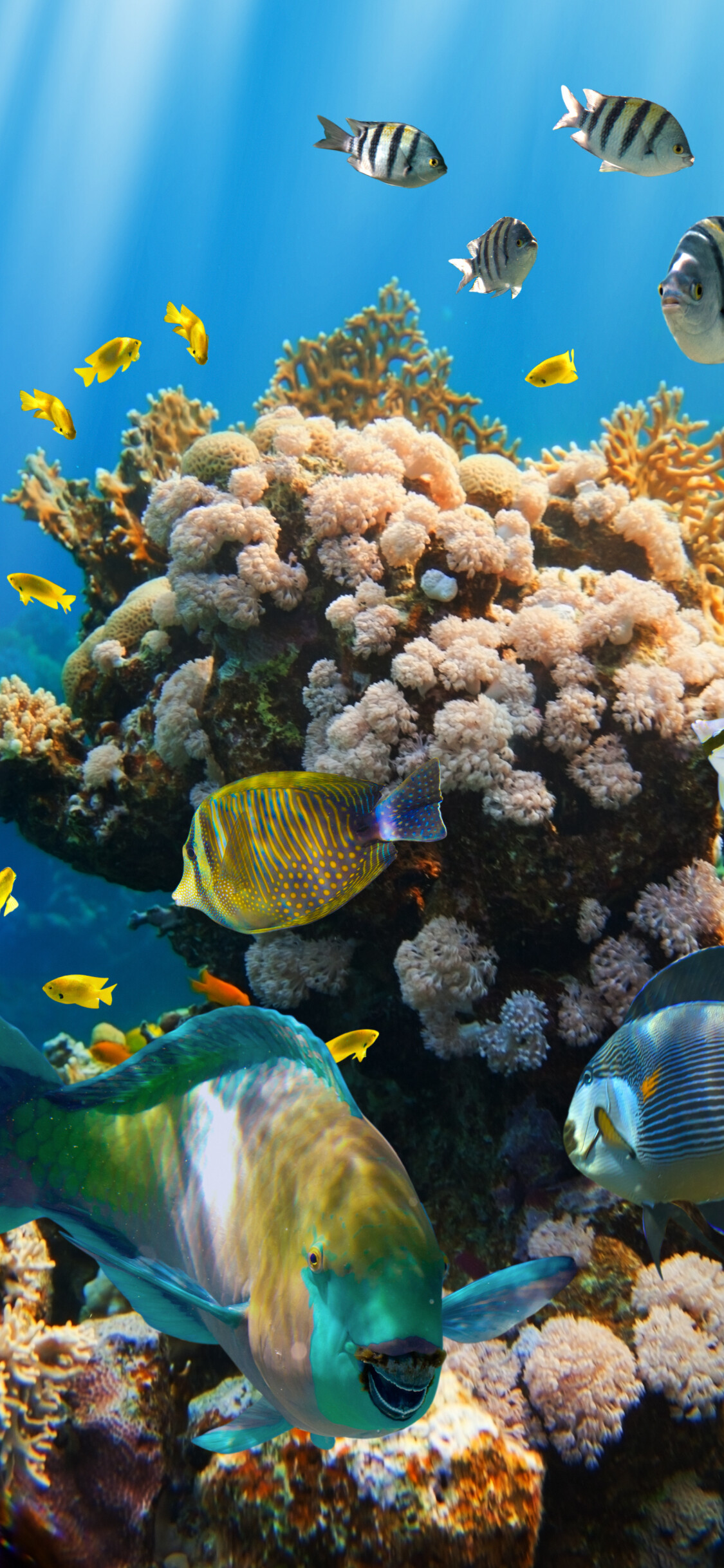 Tropical coral reef, Ocean fishes, Underwater, Beautiful wallpaper, 1130x2440 HD Phone