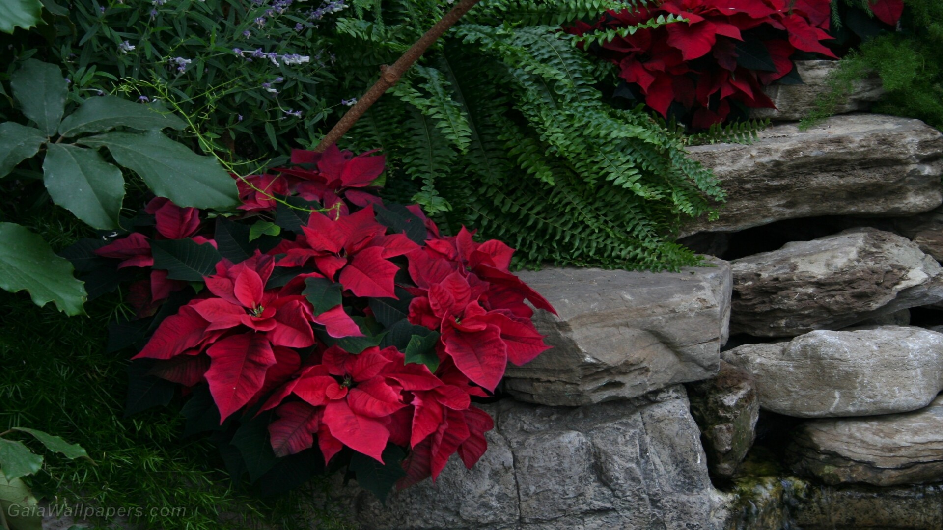 Free poinsettia wallpapers, Beautiful desktop backgrounds, 1920x1080 Full HD Desktop