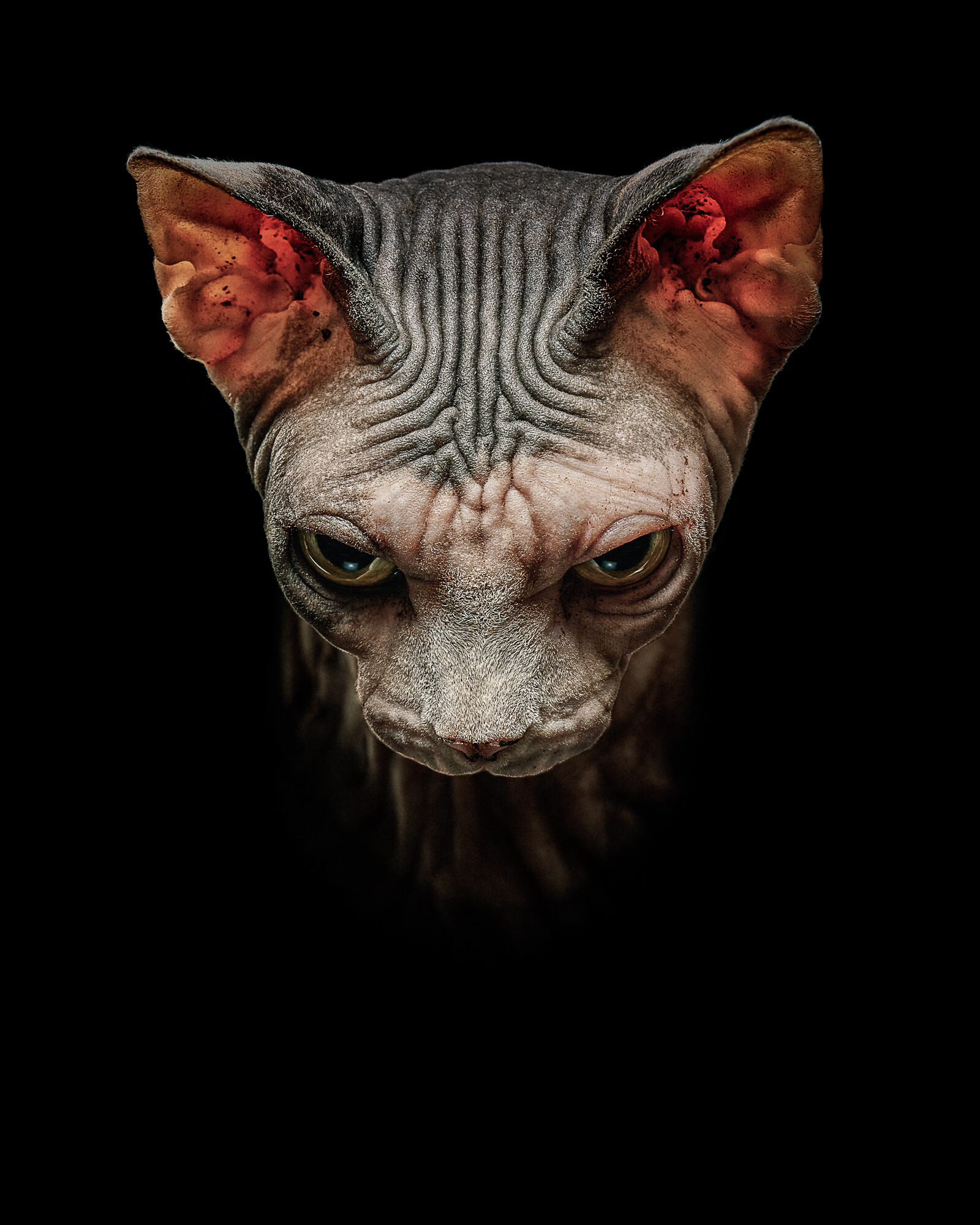 Artwork, Sphynx Wallpaper, 1600x2000 HD Phone